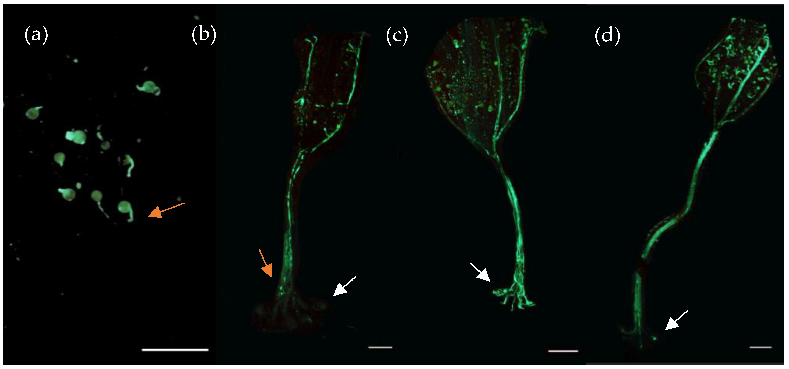 Horticulturae 10 00723 g002