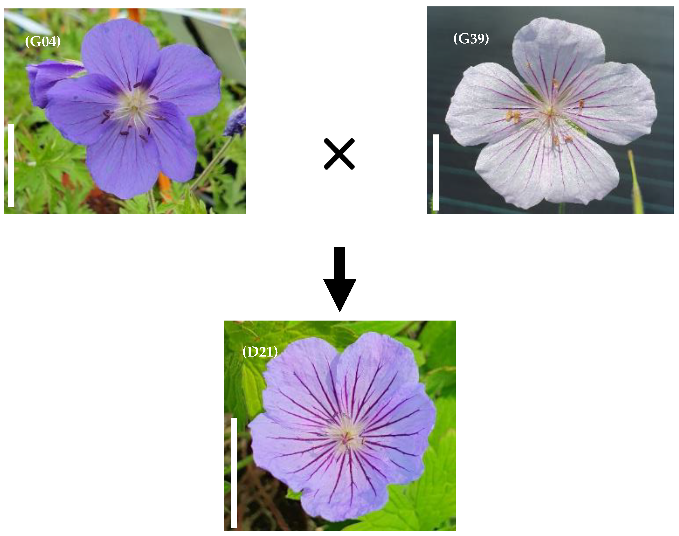 Horticulturae 10 00723 g005