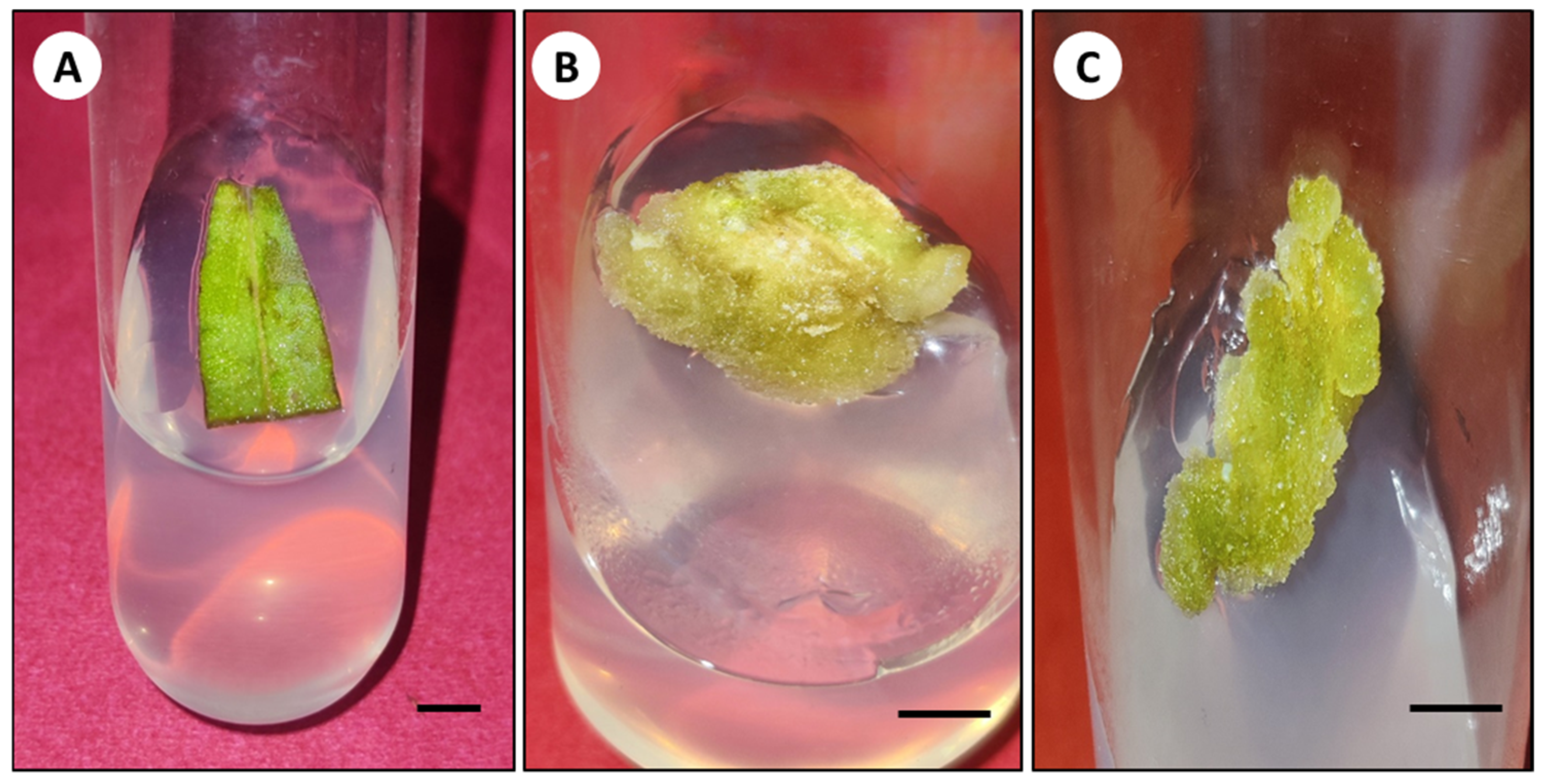 Horticulturae 10 00728 g001