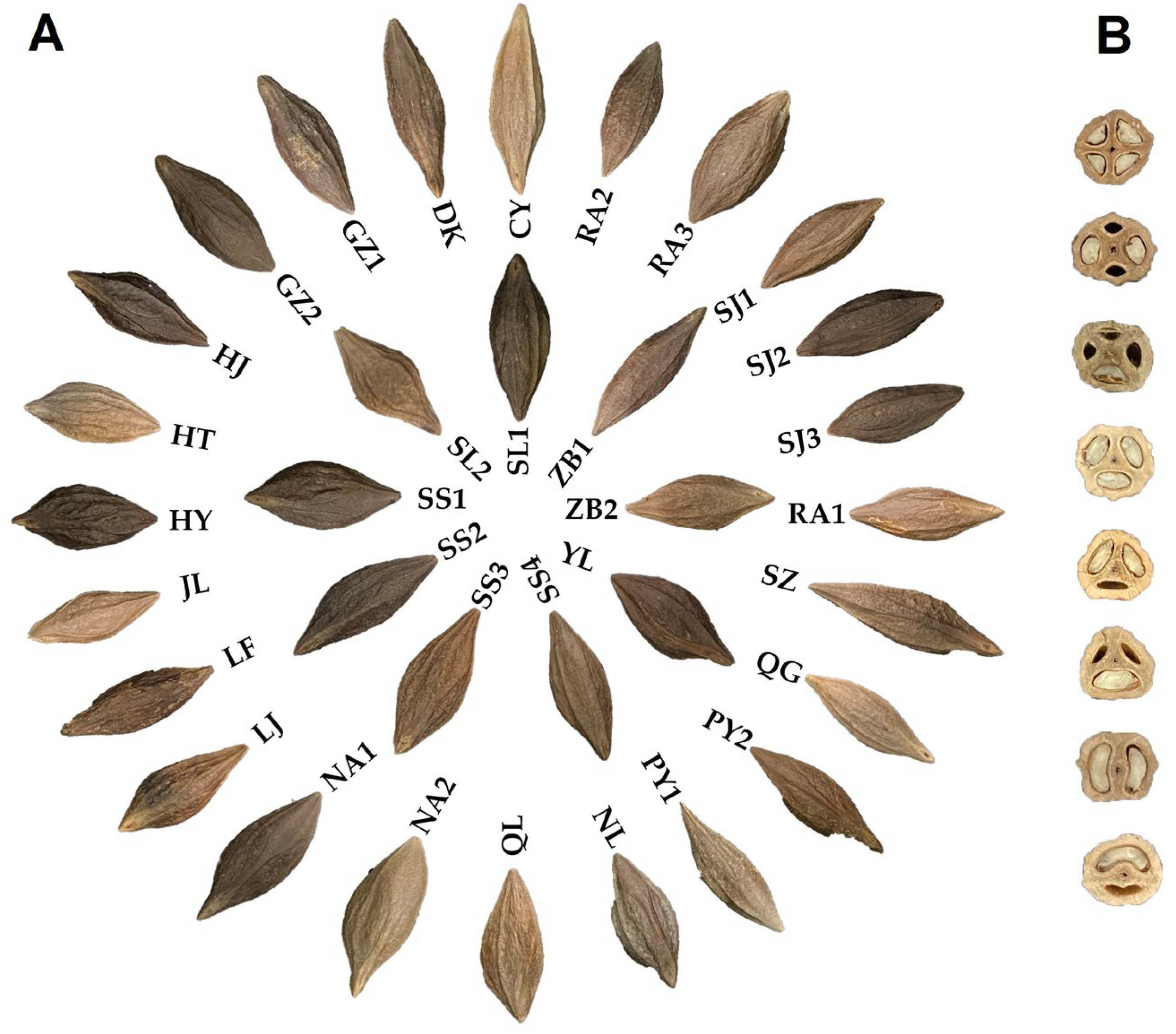 Horticulturae 10 00736 g001