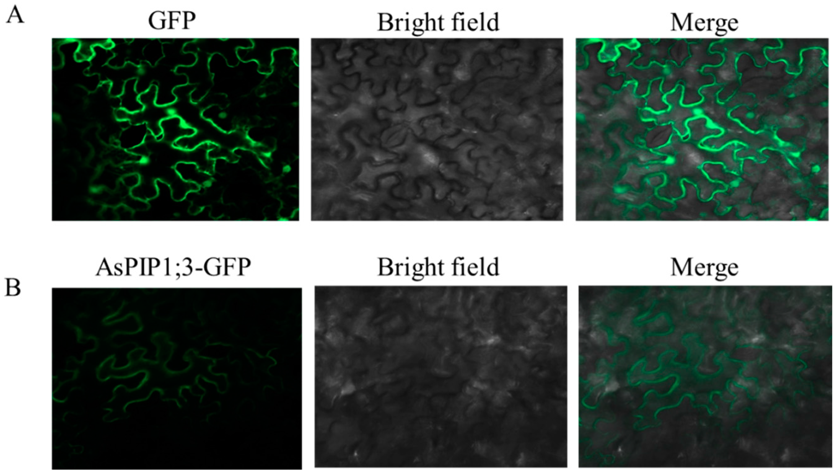 Horticulturae 10 00738 g009