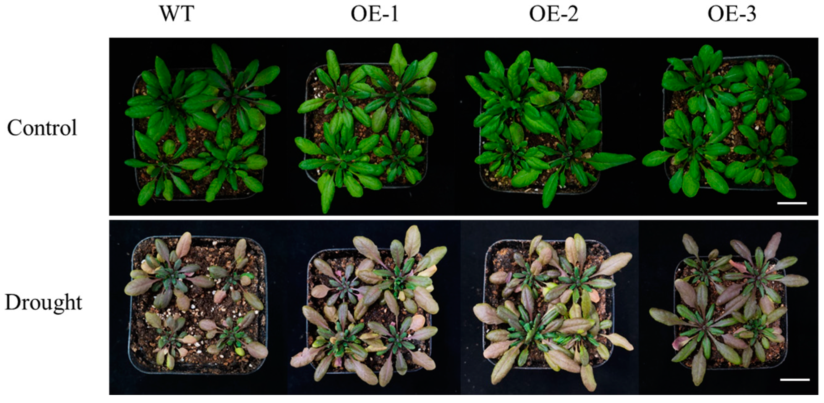 Horticulturae 10 00738 g012