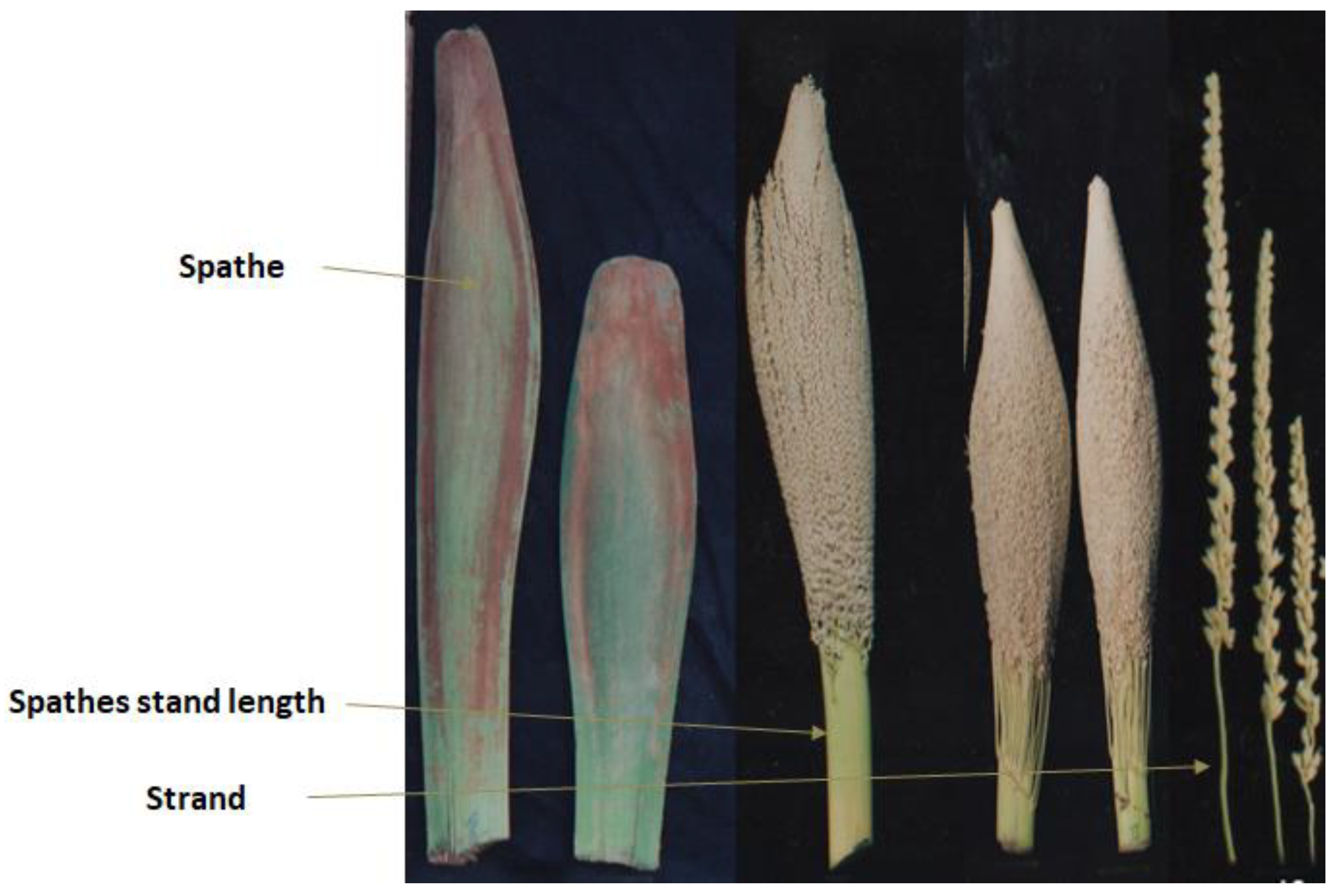 Horticulturae 10 00741 g001