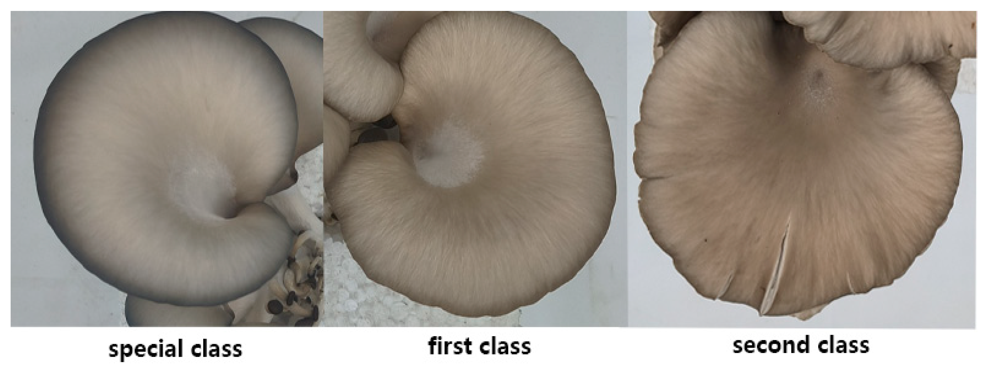 Horticulturae 10 00742 g002