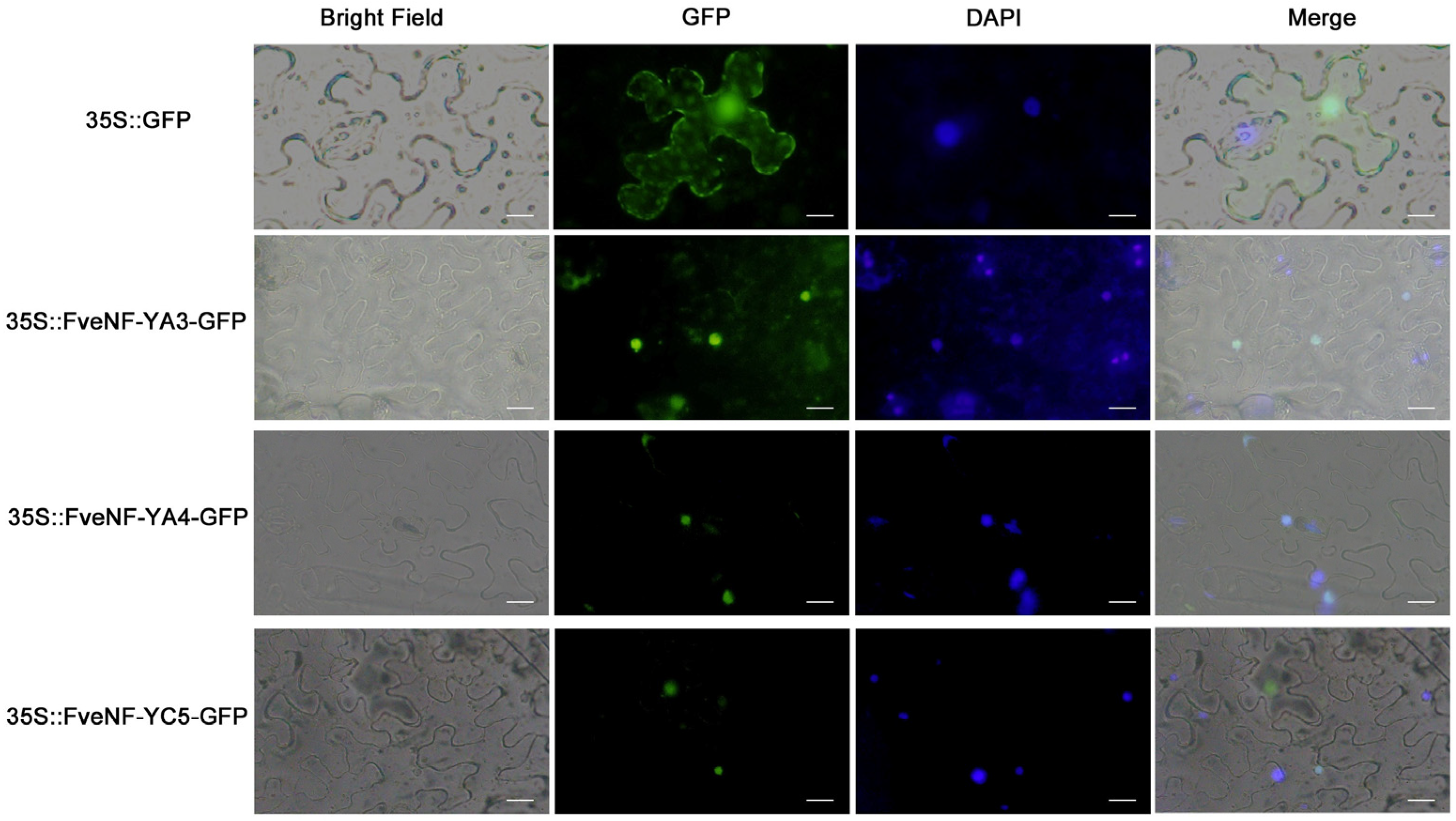 Horticulturae 10 00755 g008 Horticulturae 10 00755 g008