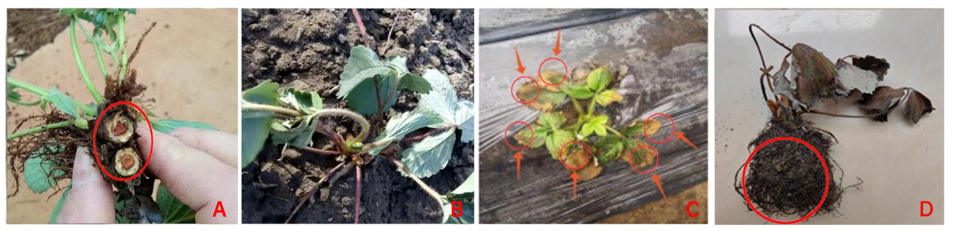 Horticulturae 10 00771 g001