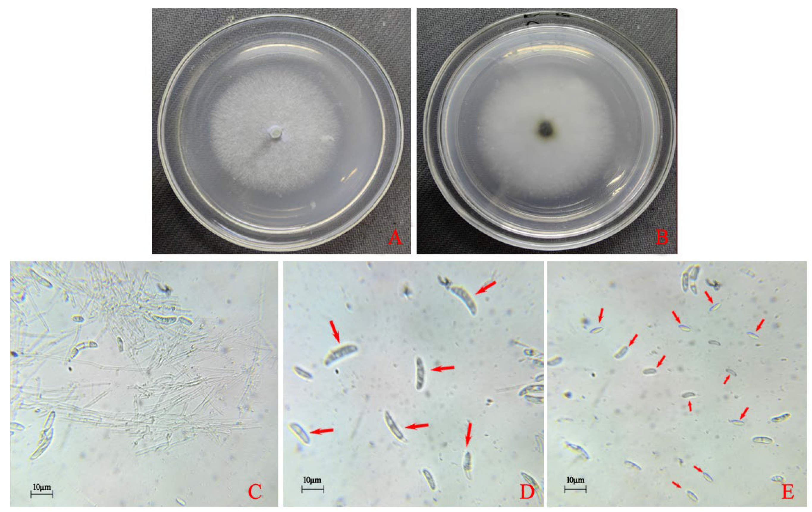 Horticulturae 10 00771 g002