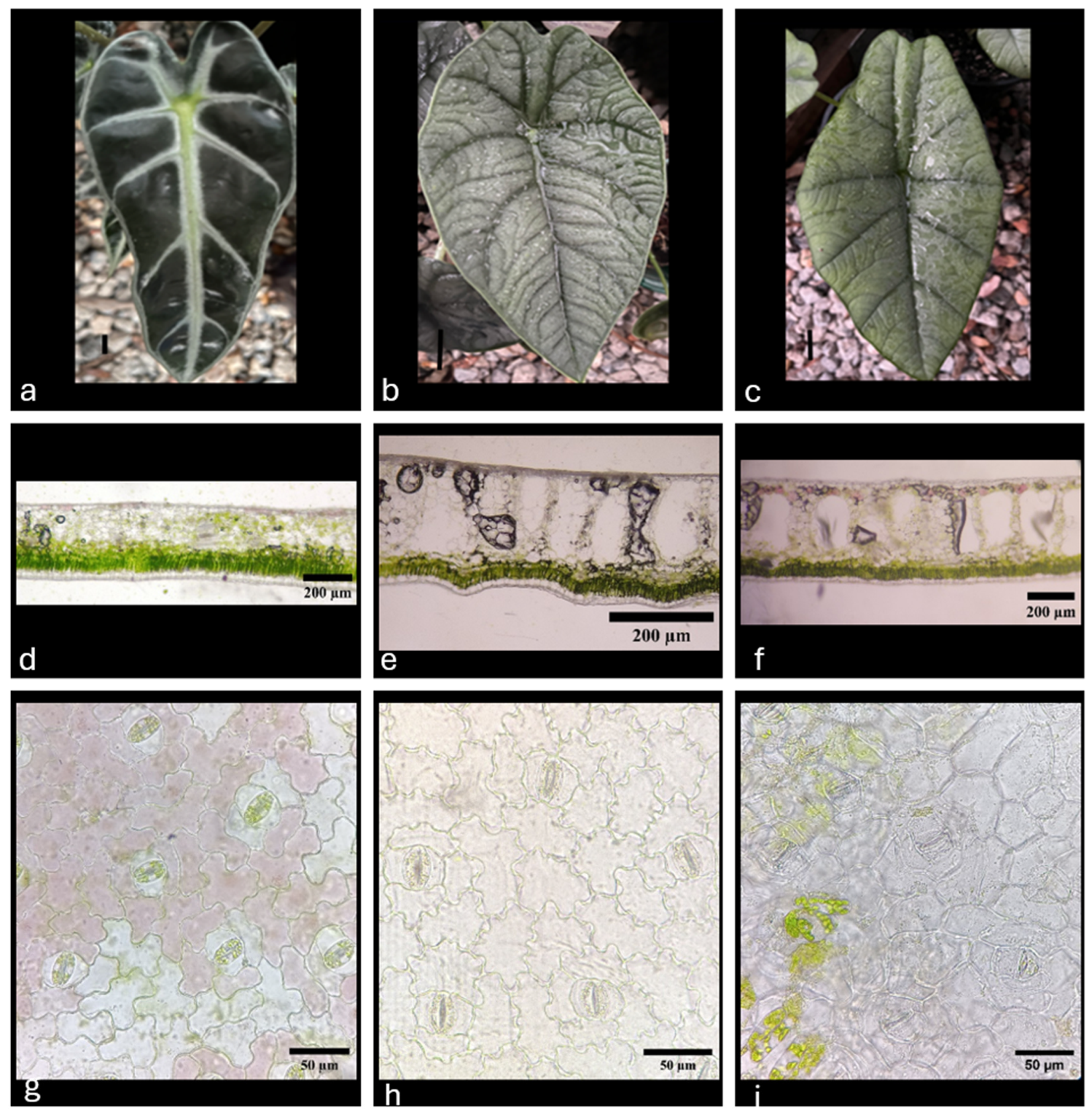 Horticulturae 10 00778 g002