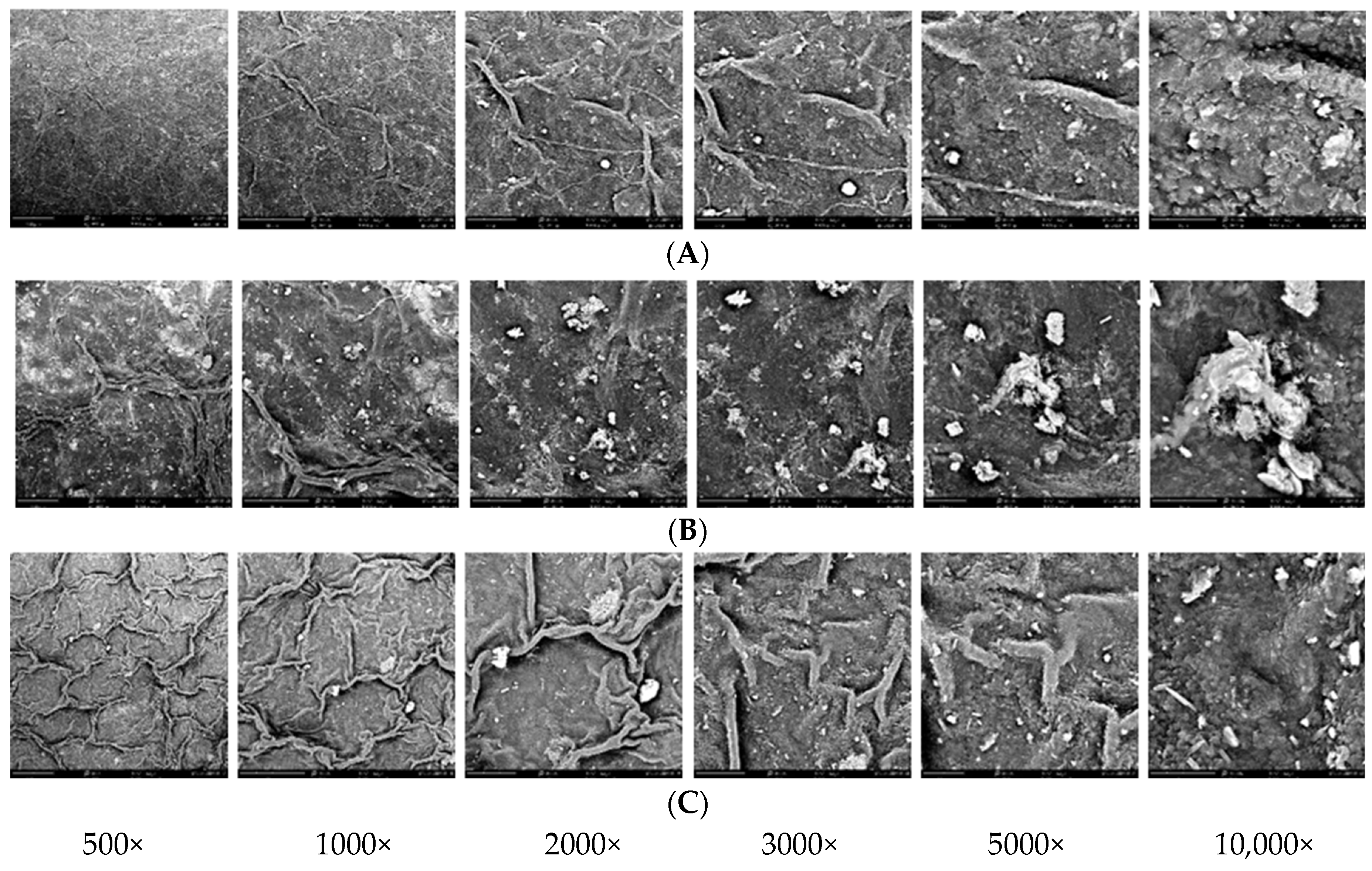 Horticulturae 10 00778 g005