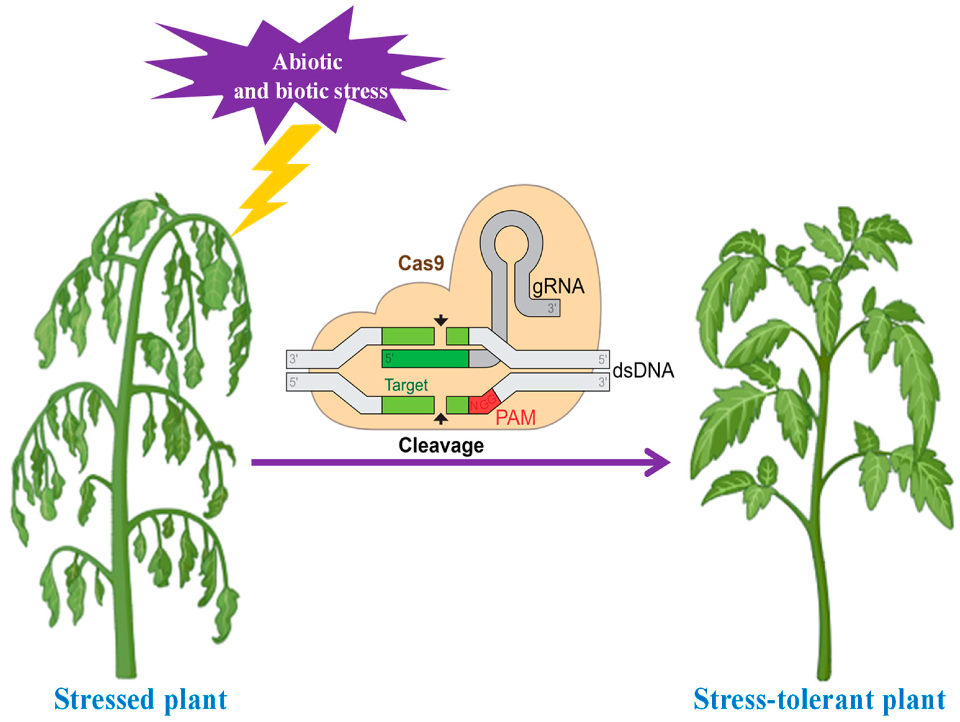 Horticulturae 10 00779 g004 Horticulturae 10 00779 g004