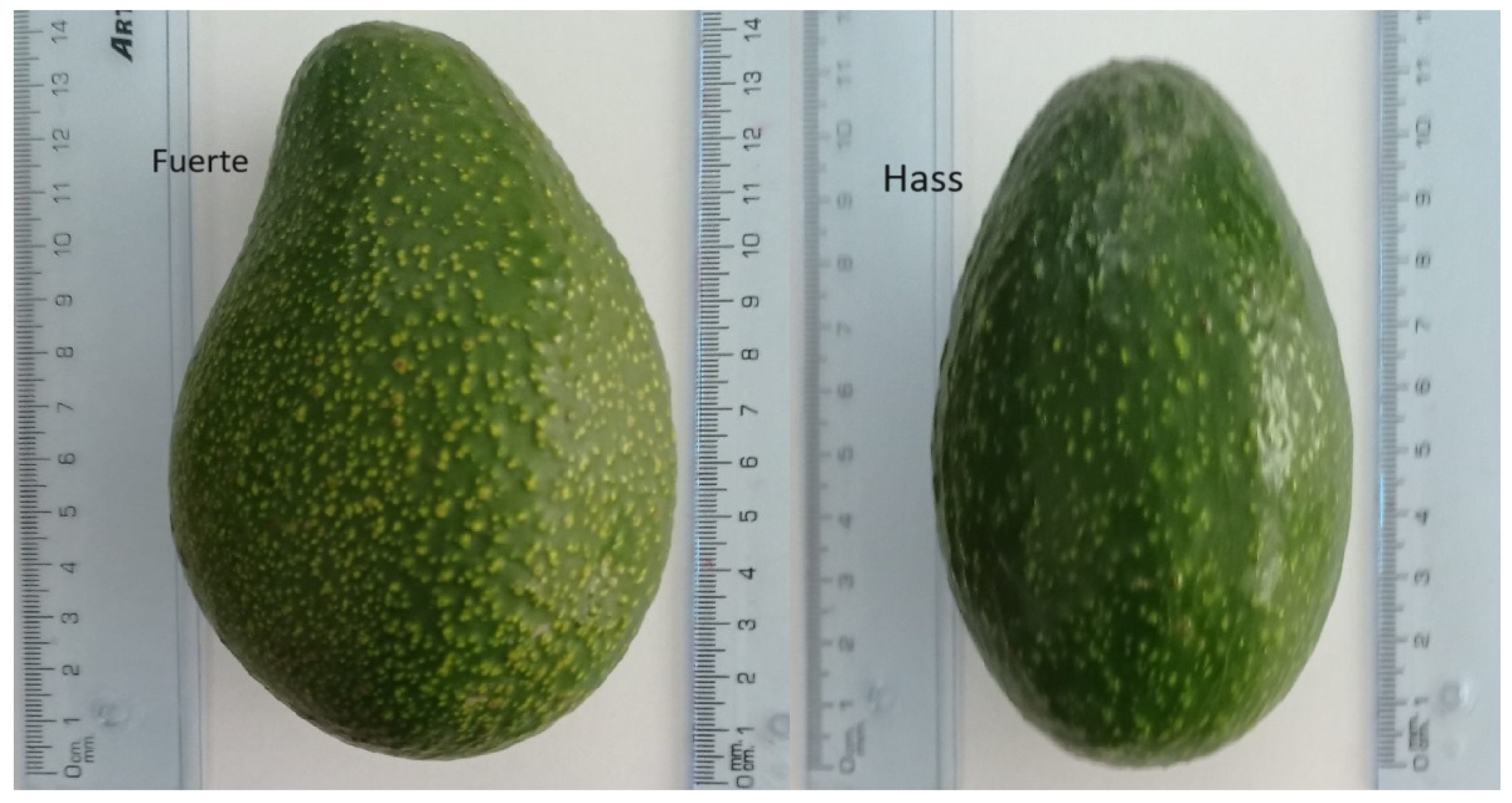 Horticulturae 10 00783 g001