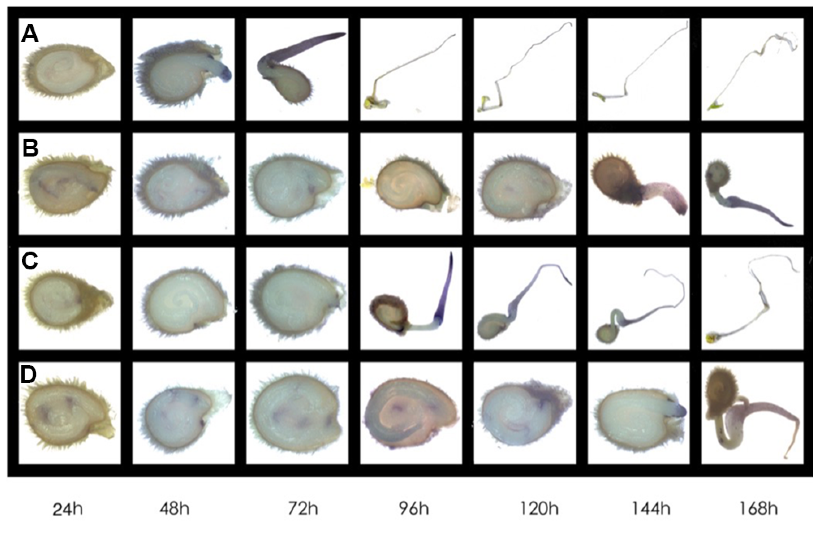 Horticulturae 10 00785 g005