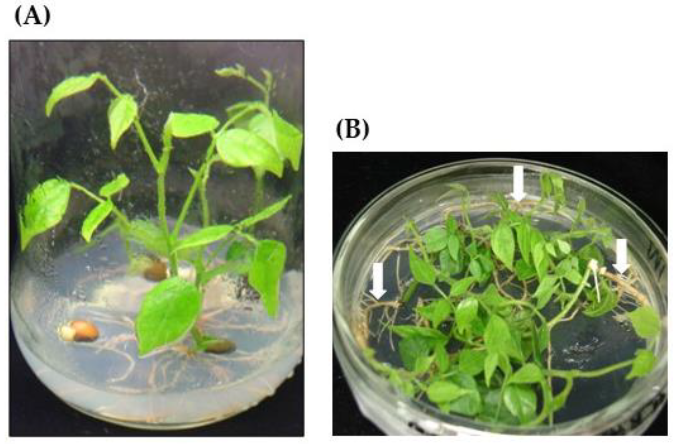 Horticulturae 10 00788 g001 Horticulturae 10 00788 g001
