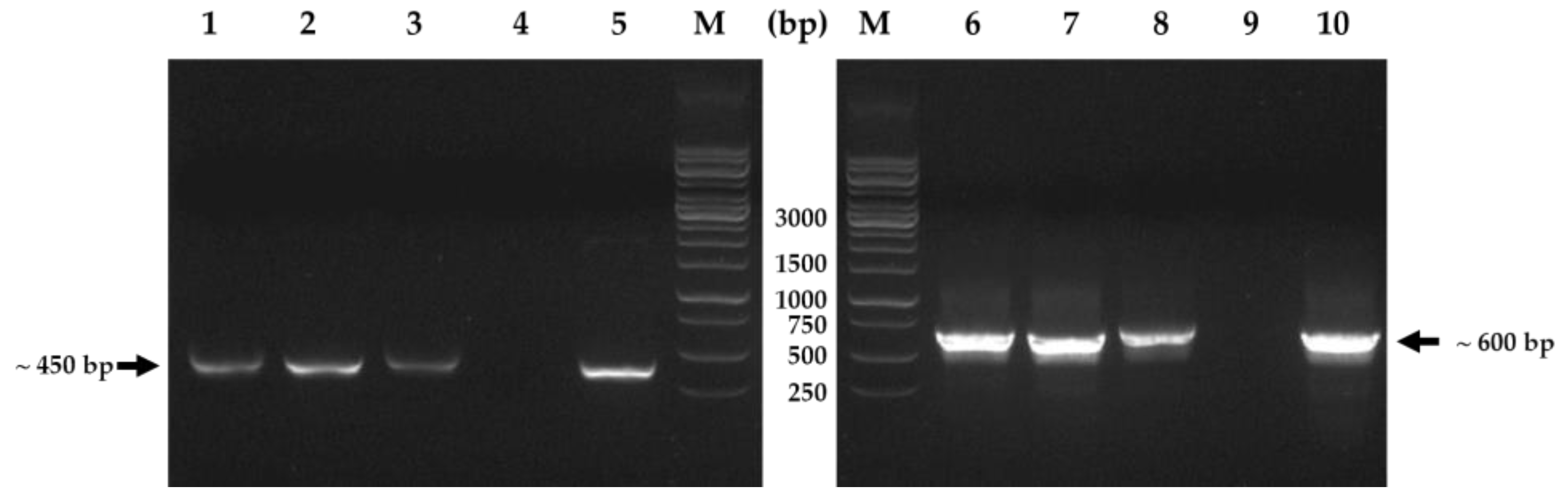 Horticulturae 10 00788 g002 Horticulturae 10 00788 g002