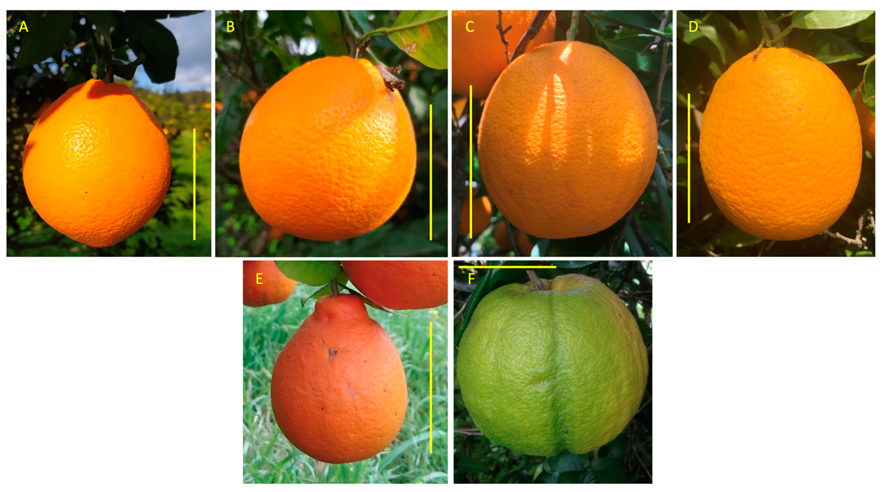 Horticulturae 10 00792 g001 Horticulturae 10 00792 g001