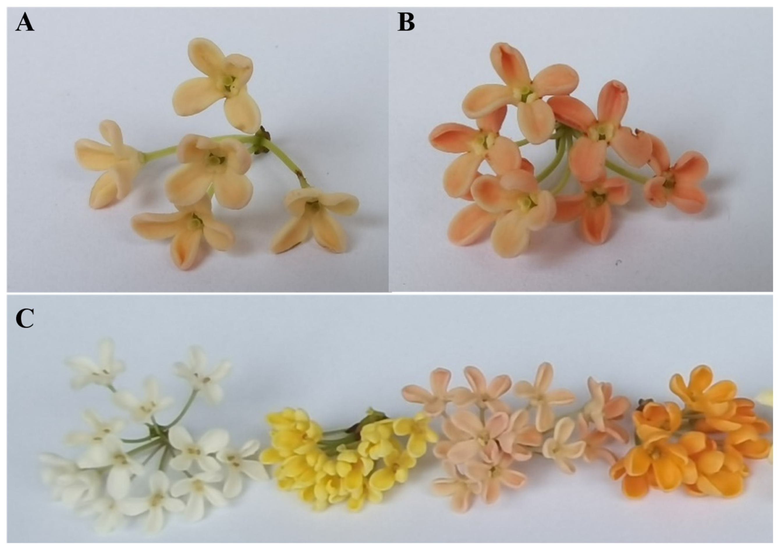 Horticulturae 10 00801 g001