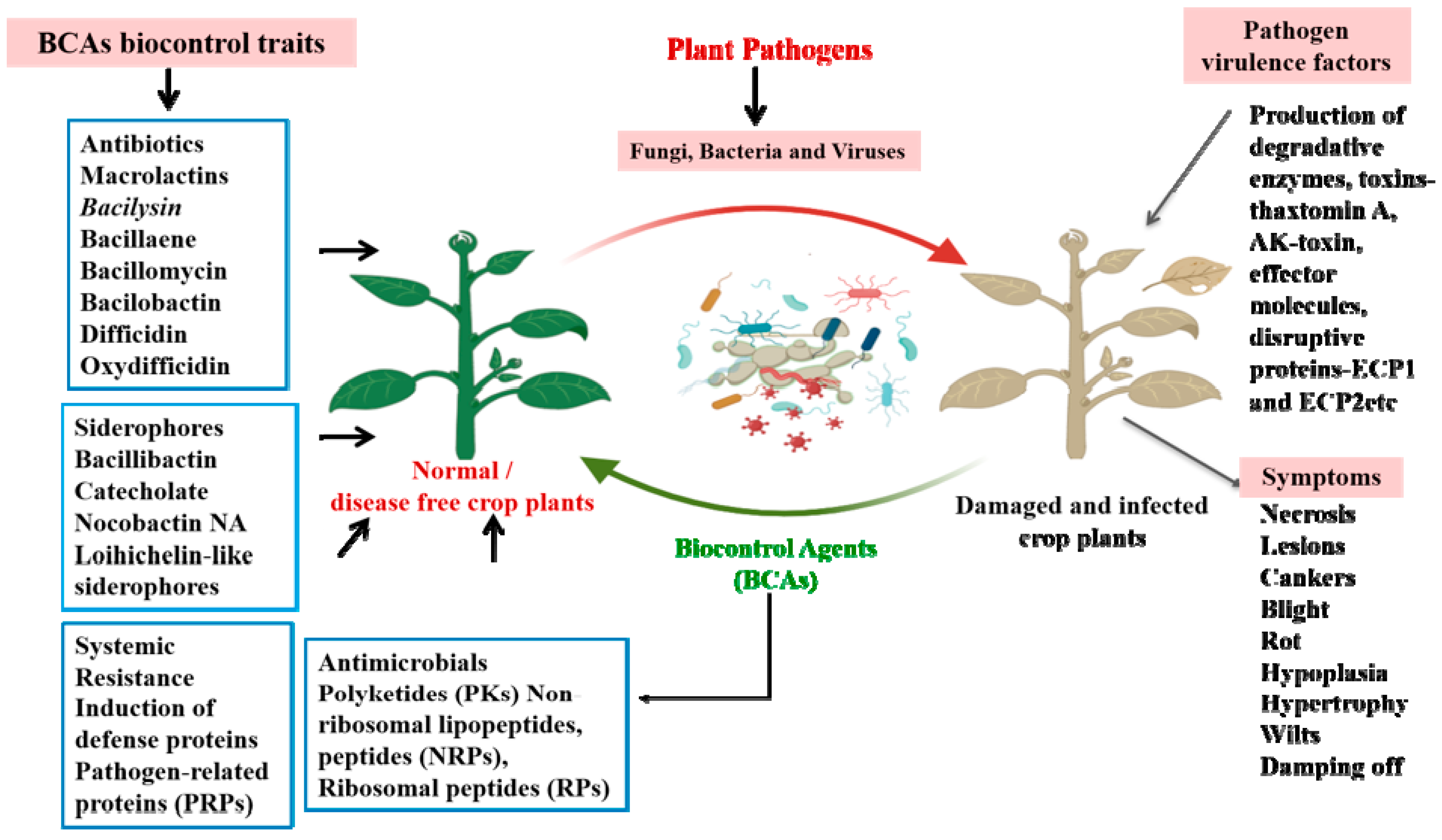 Horticulturae 10 00805 g001 Horticulturae 10 00805 g001