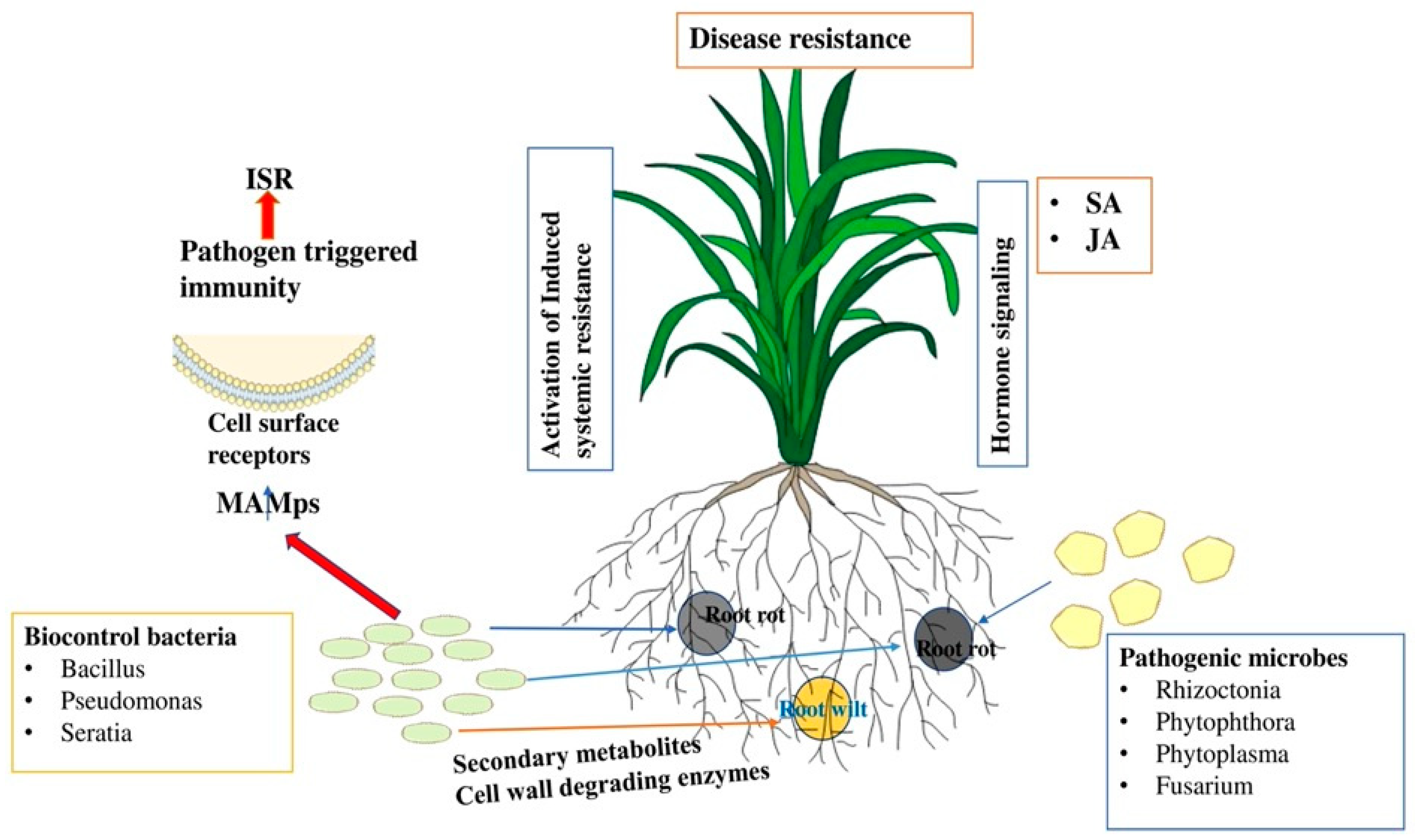 Horticulturae 10 00805 g002 Horticulturae 10 00805 g002