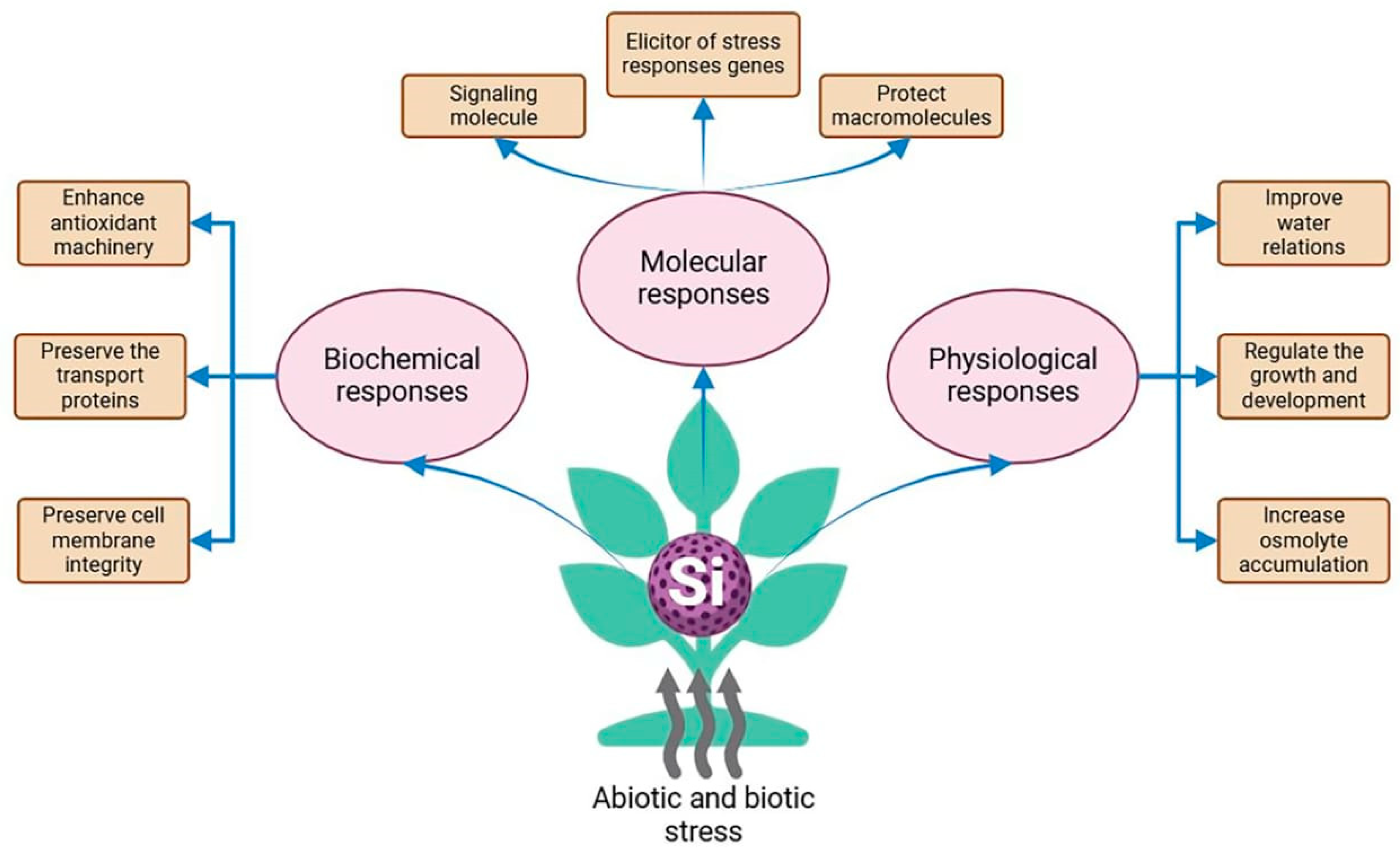 Horticulturae 10 00806 g001 Horticulturae 10 00806 g001