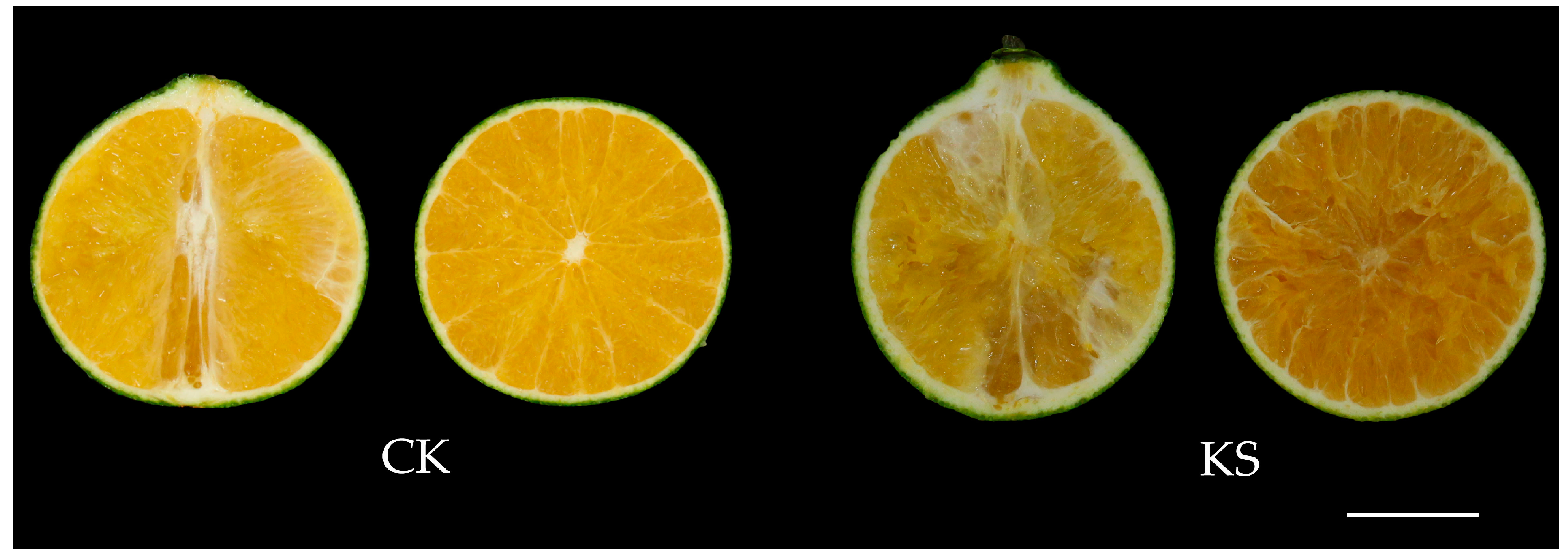 Horticulturae 10 00807 g001