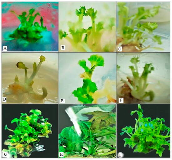 Horticulturae 10 00809 g005