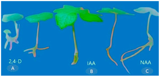 Horticulturae 10 00809 g006