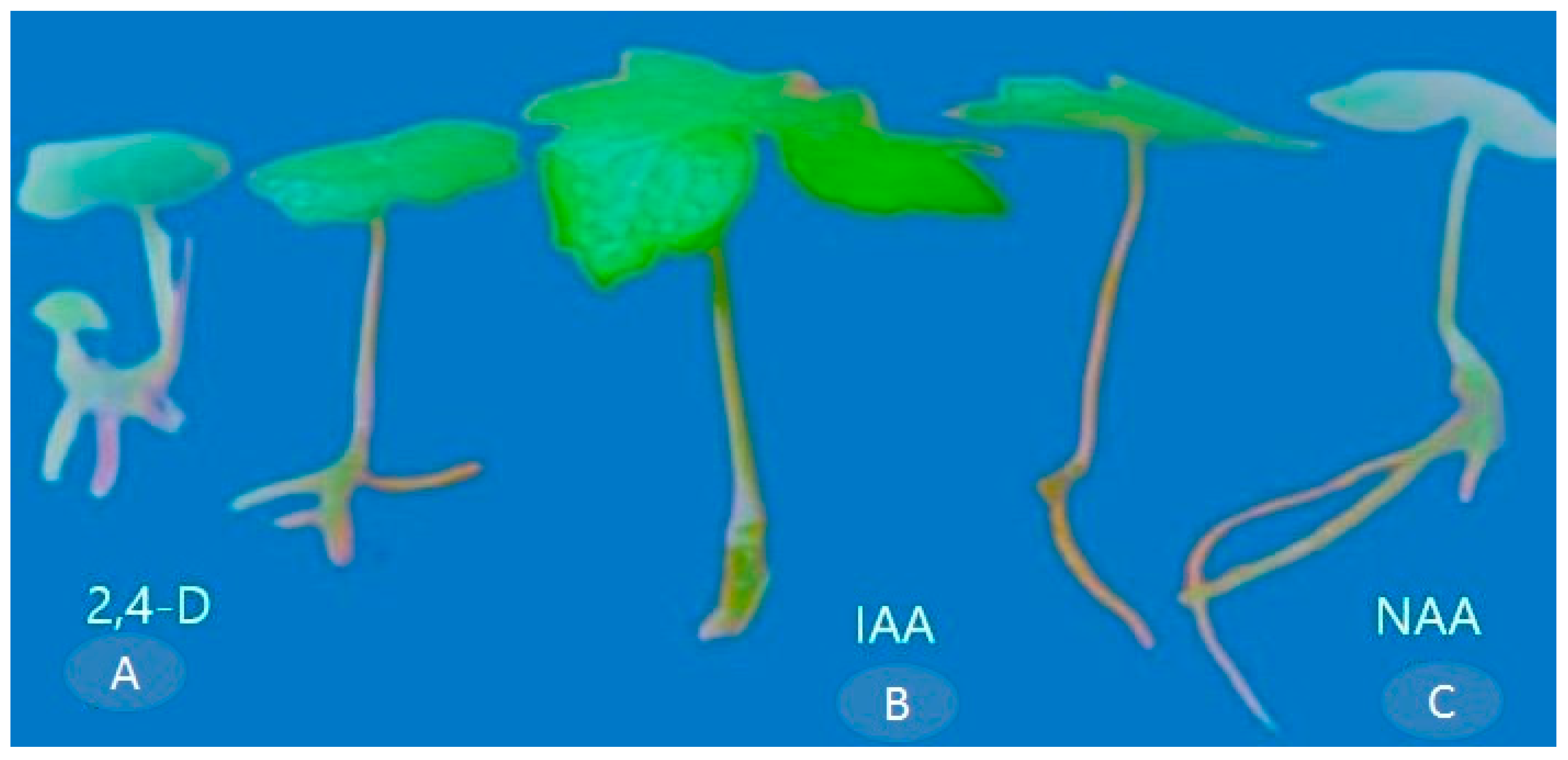 Horticulturae 10 00809 g006