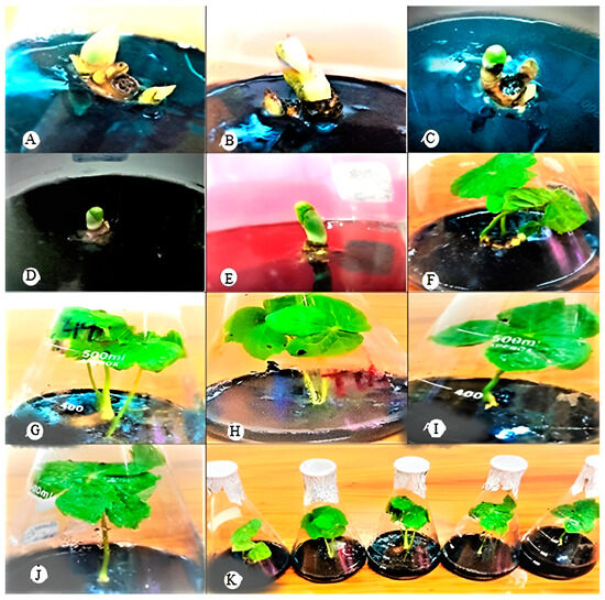 Horticulturae 10 00809 g008