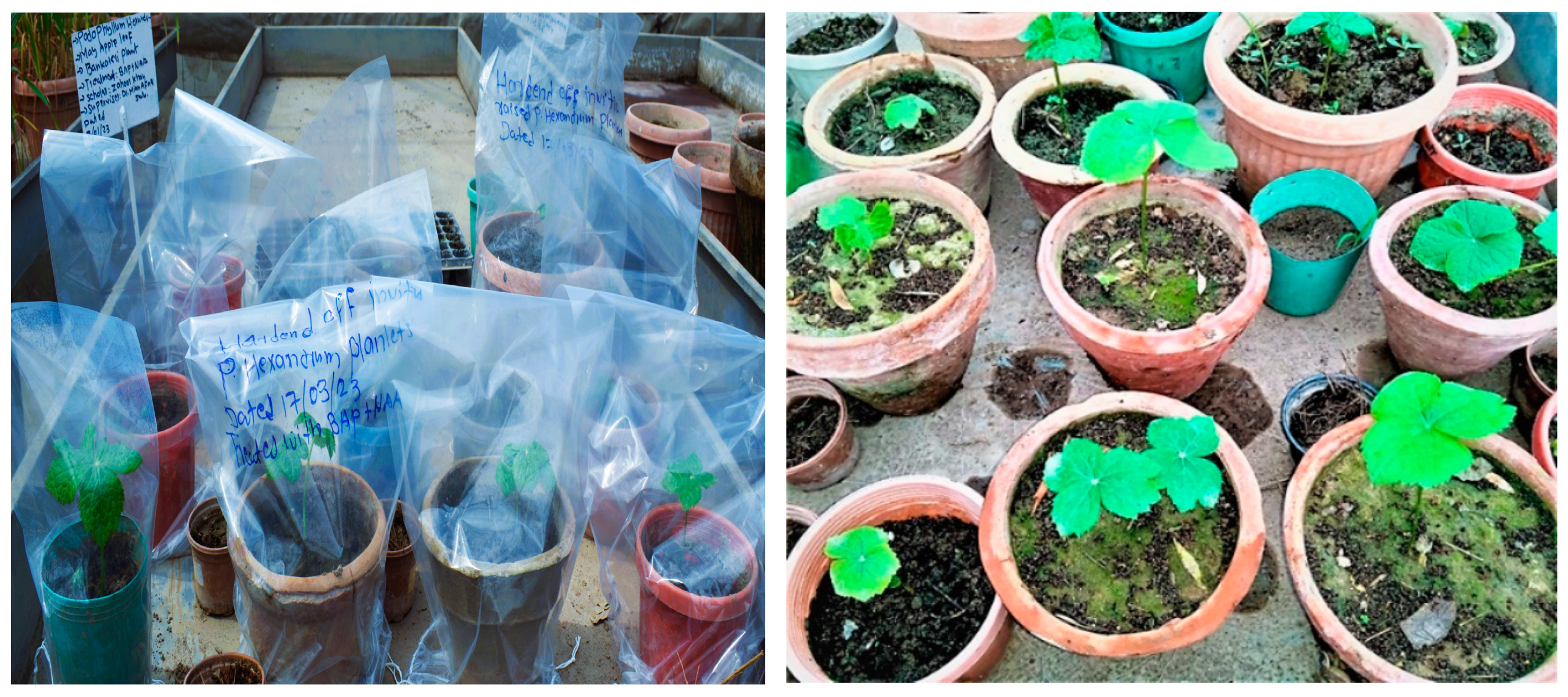 Horticulturae 10 00809 g009