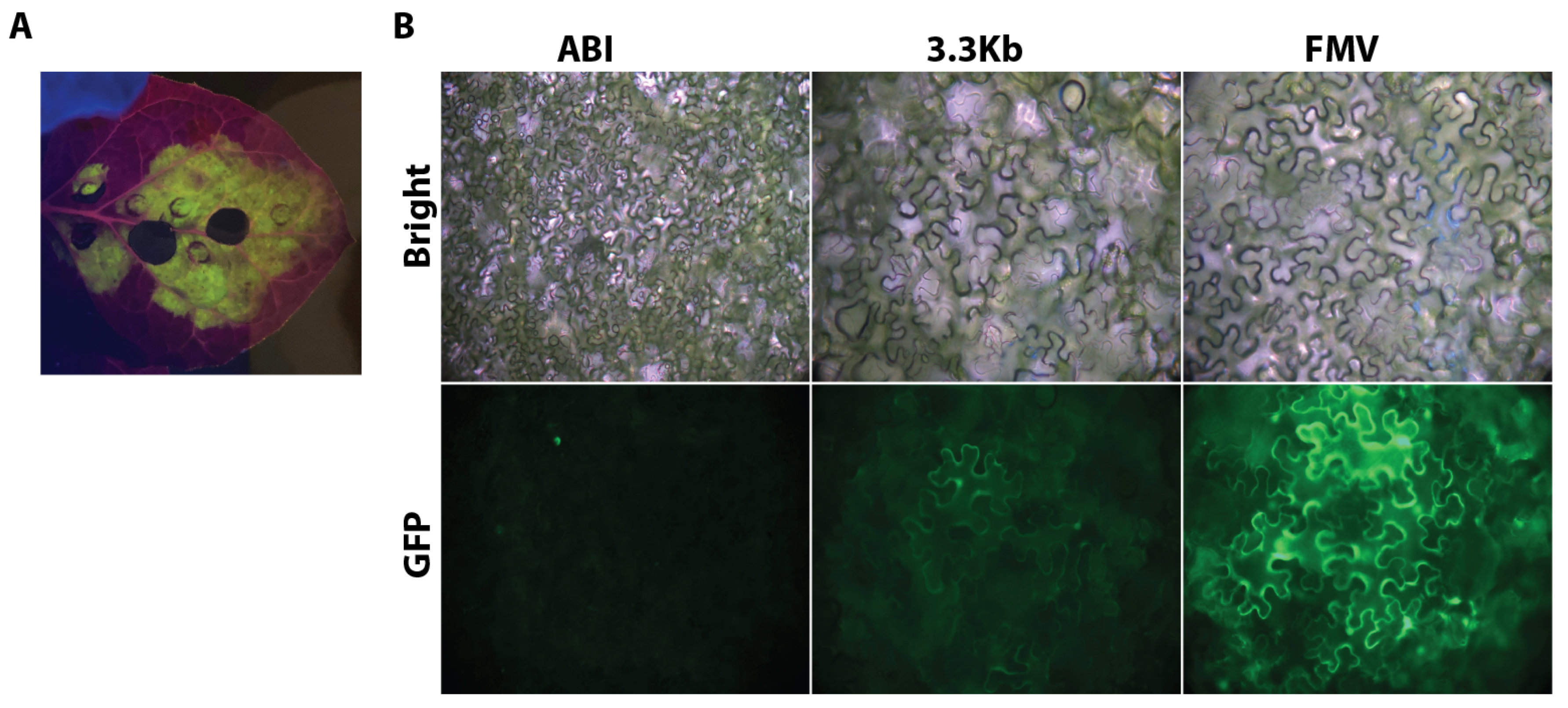 Horticulturae 10 00810 g008