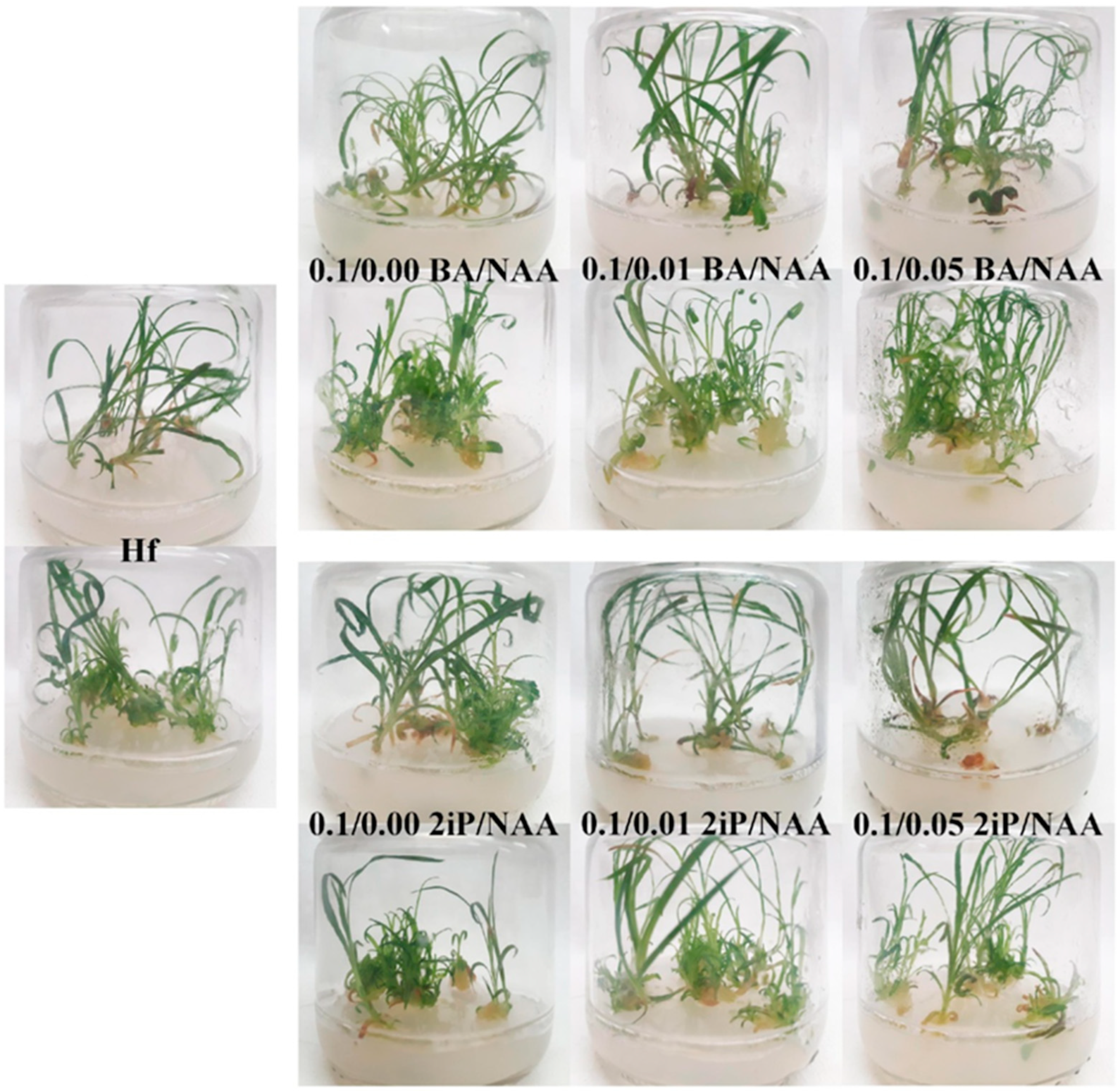 Horticulturae 10 00813 g004 Horticulturae 10 00813 g004