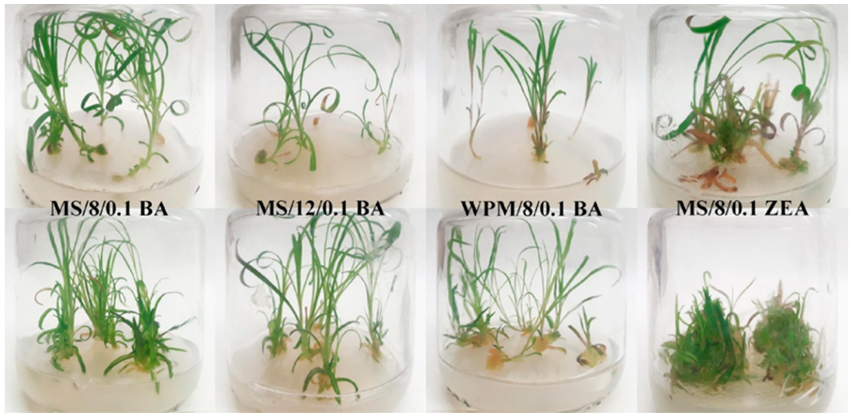 Horticulturae 10 00813 g005 Horticulturae 10 00813 g005