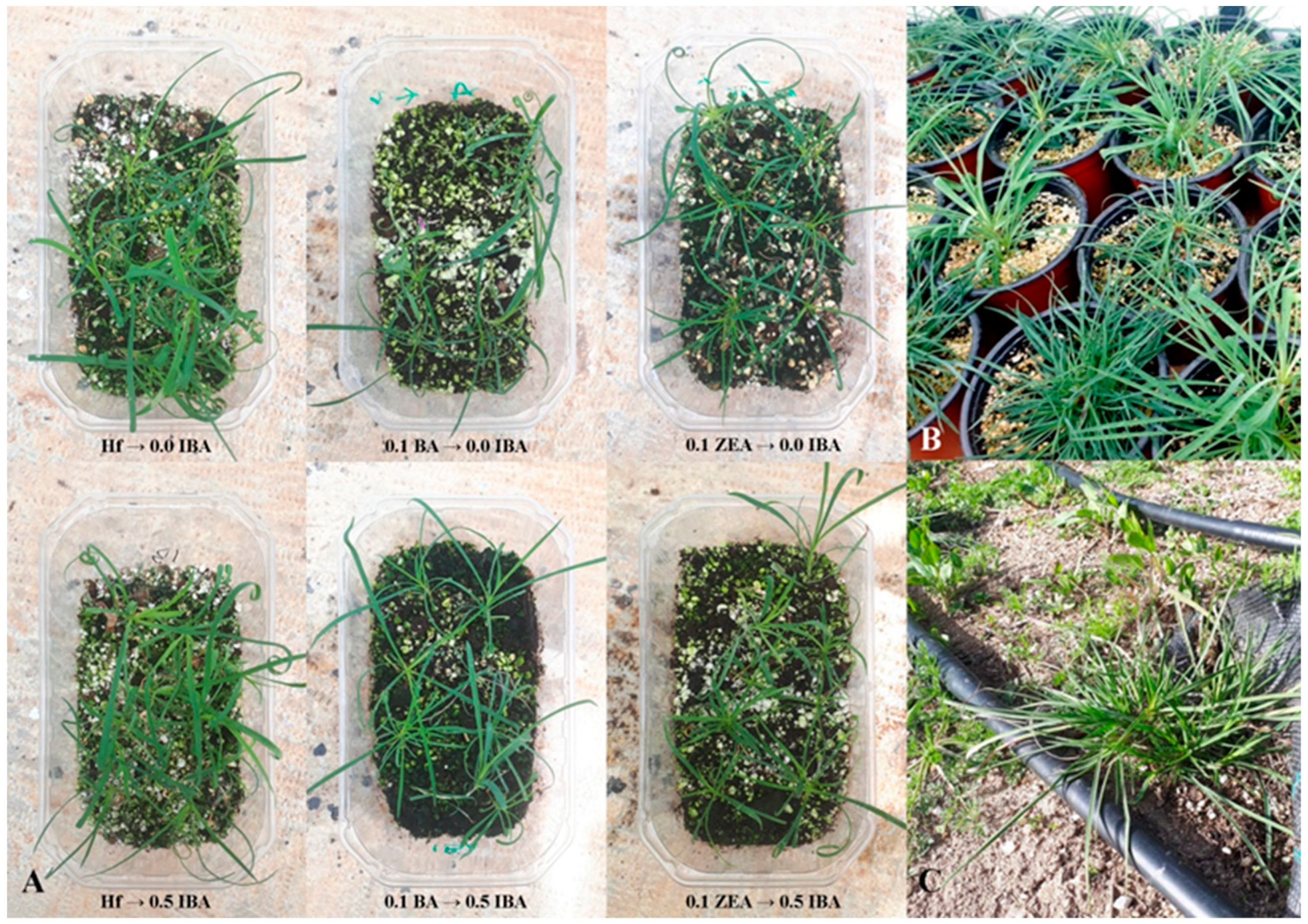 Horticulturae 10 00813 g007 Horticulturae 10 00813 g007