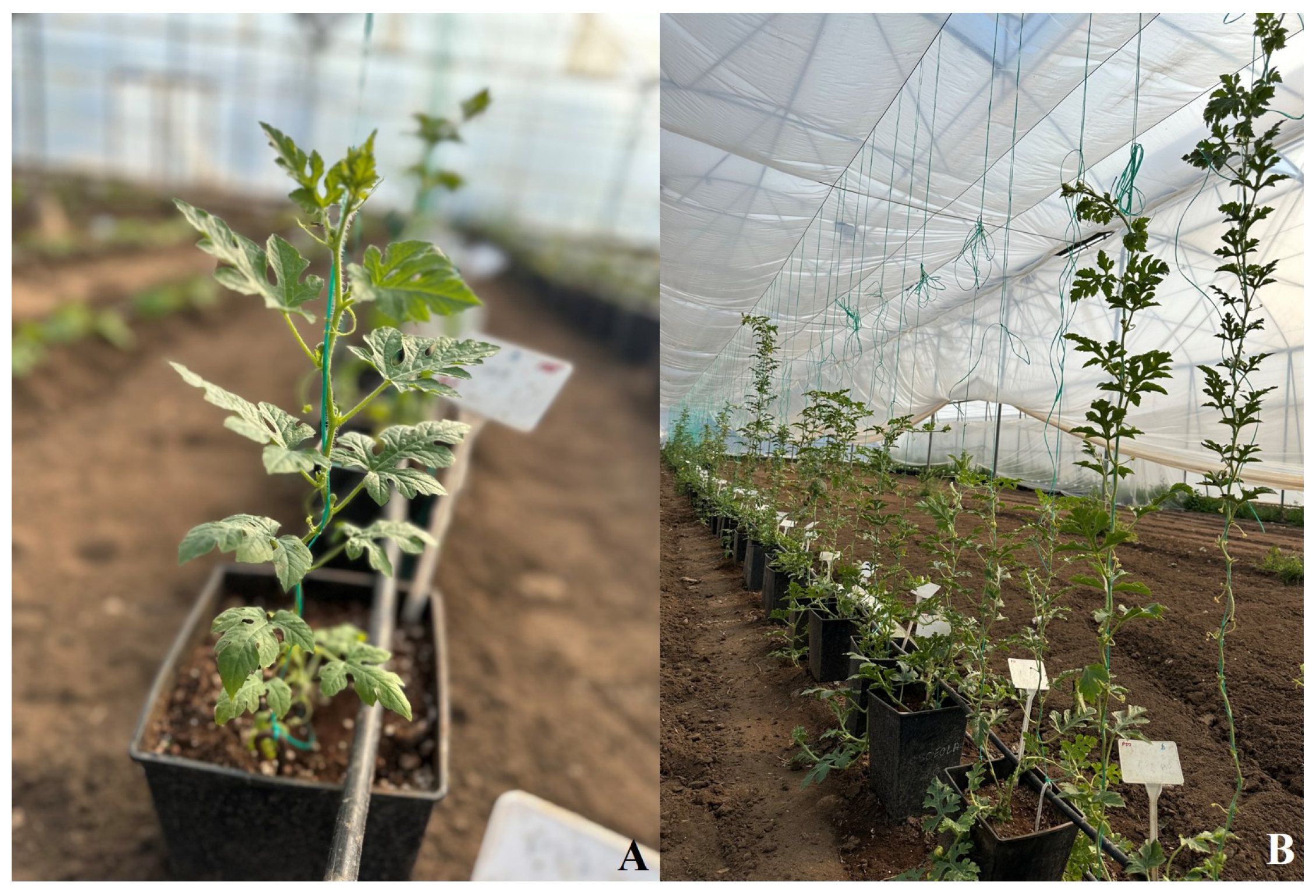 Horticulturae 10 00818 g001 Horticulturae 10 00818 g001