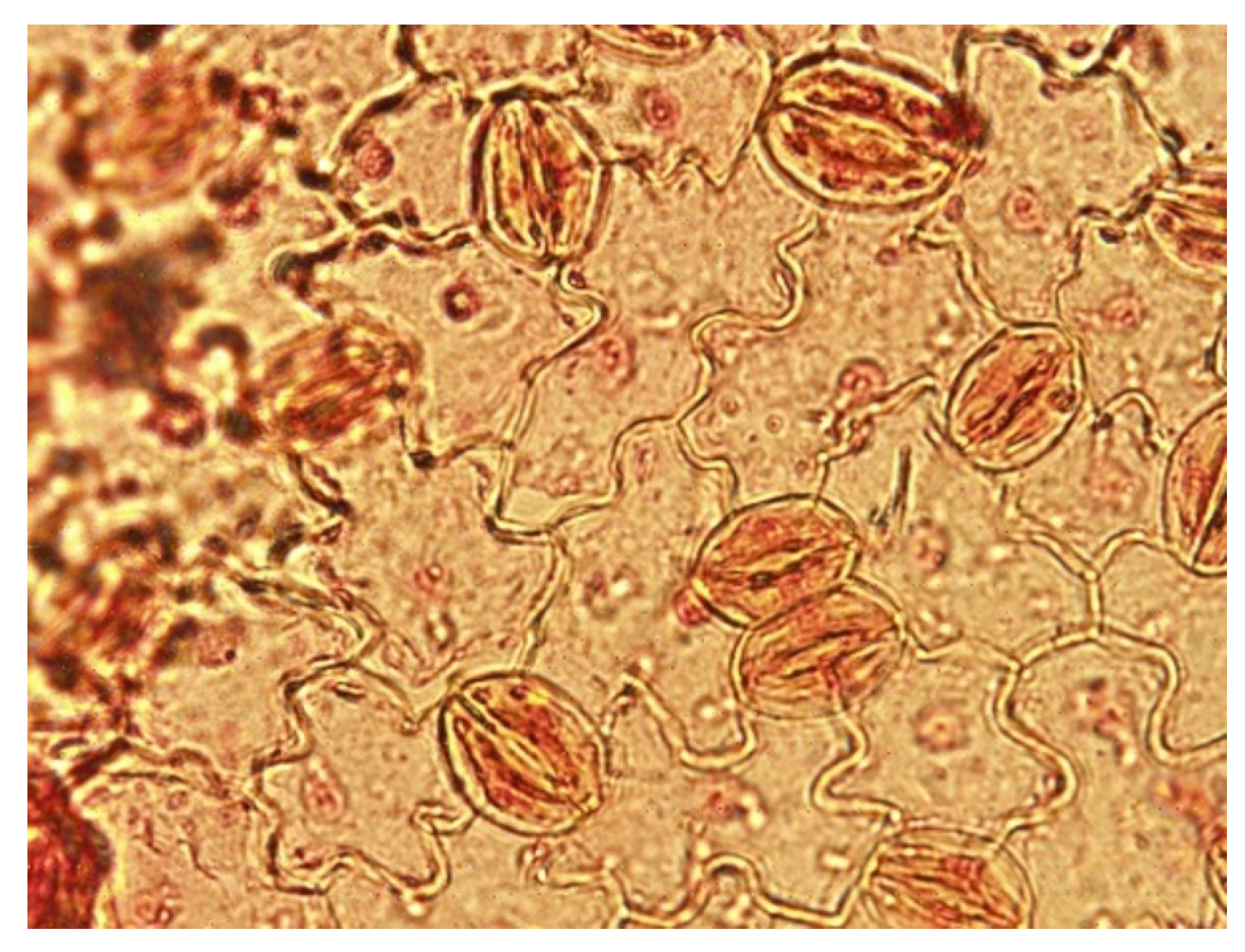 Horticulturae 10 00818 g003 Horticulturae 10 00818 g003