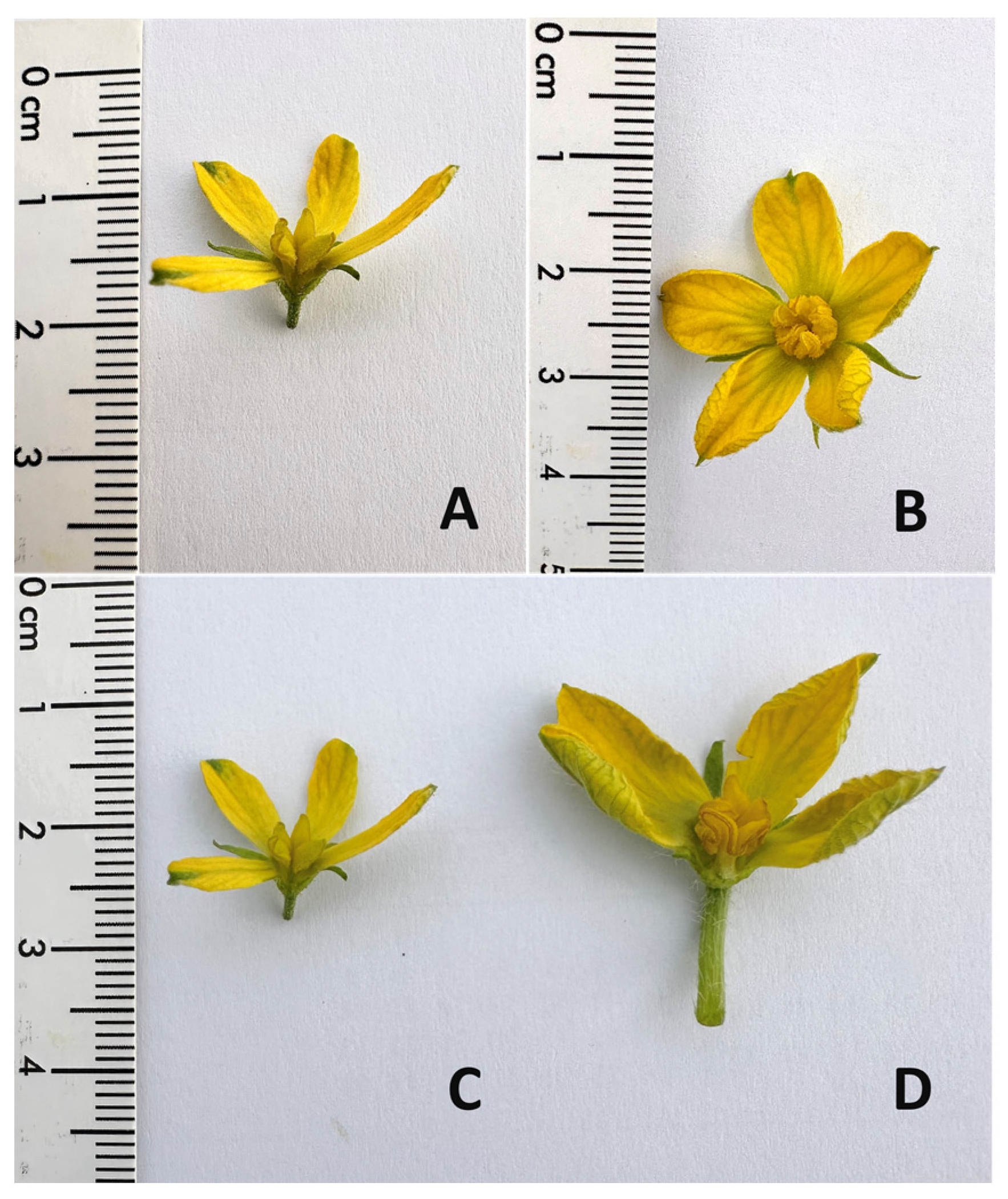 Horticulturae 10 00818 g005 Horticulturae 10 00818 g005