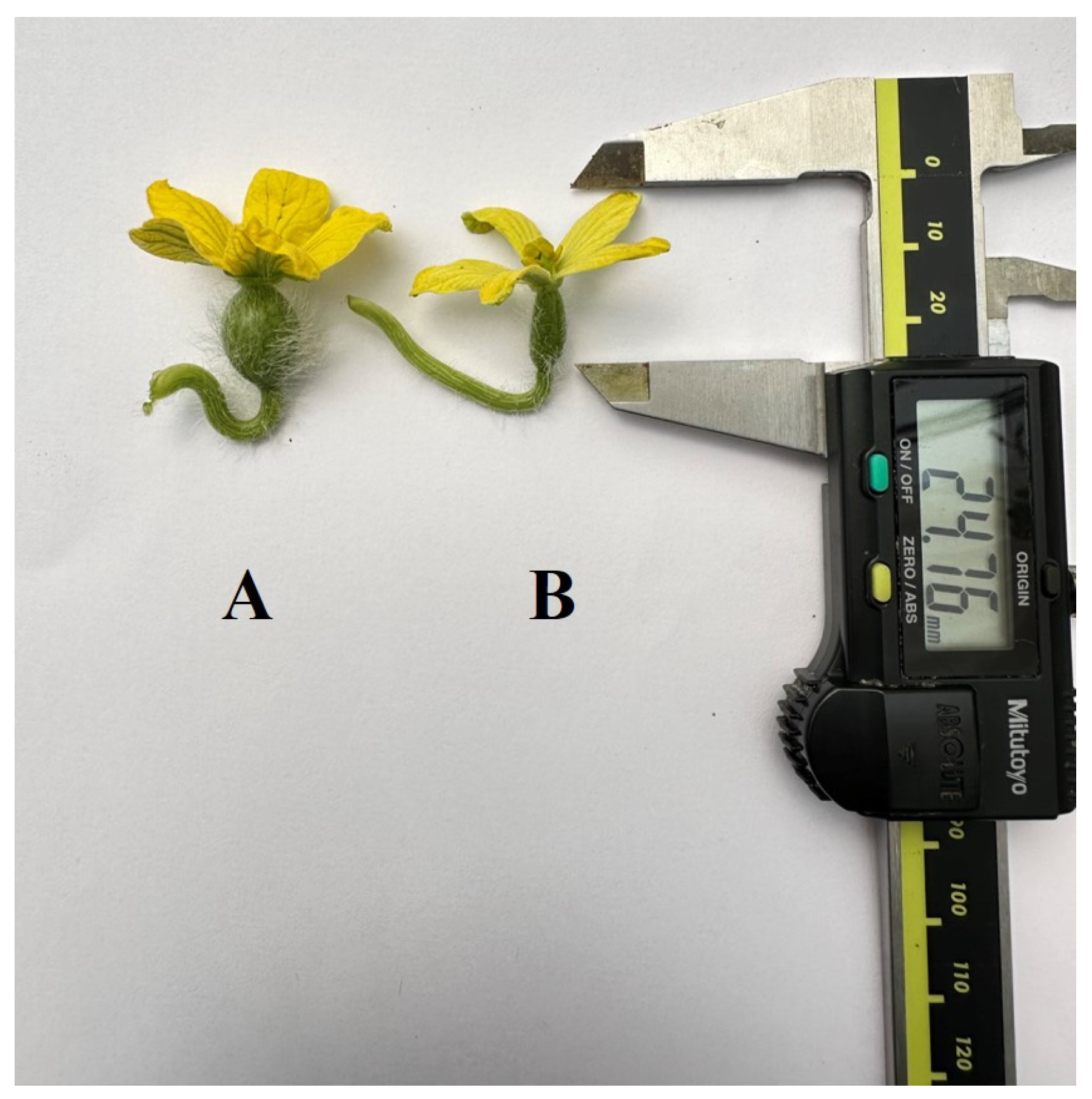 Horticulturae 10 00818 g006 Horticulturae 10 00818 g006