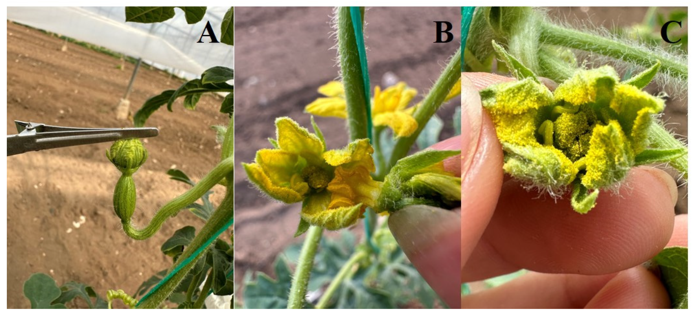 Horticulturae 10 00818 g008 Horticulturae 10 00818 g008