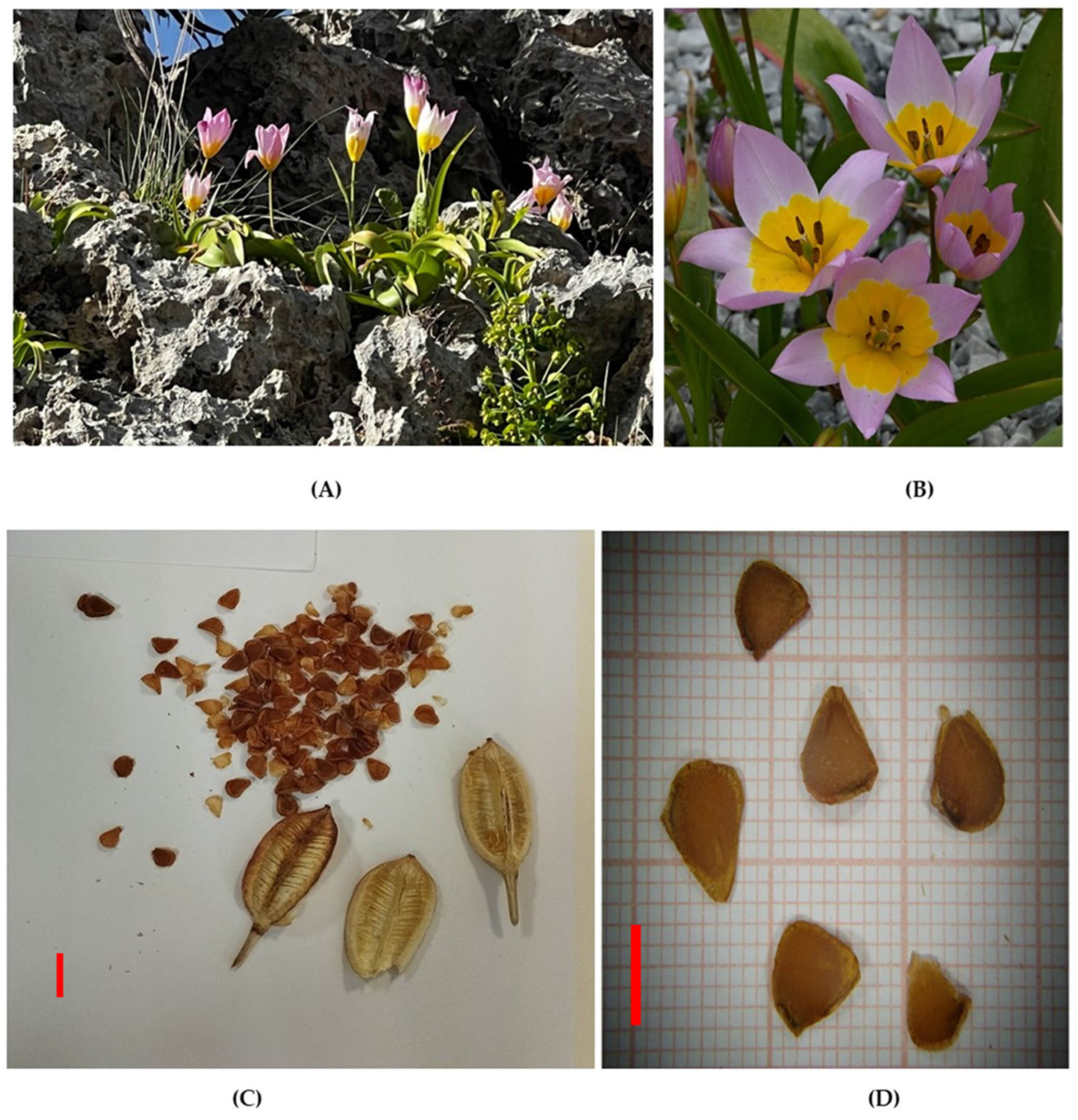 Horticulturae 10 00820 g001