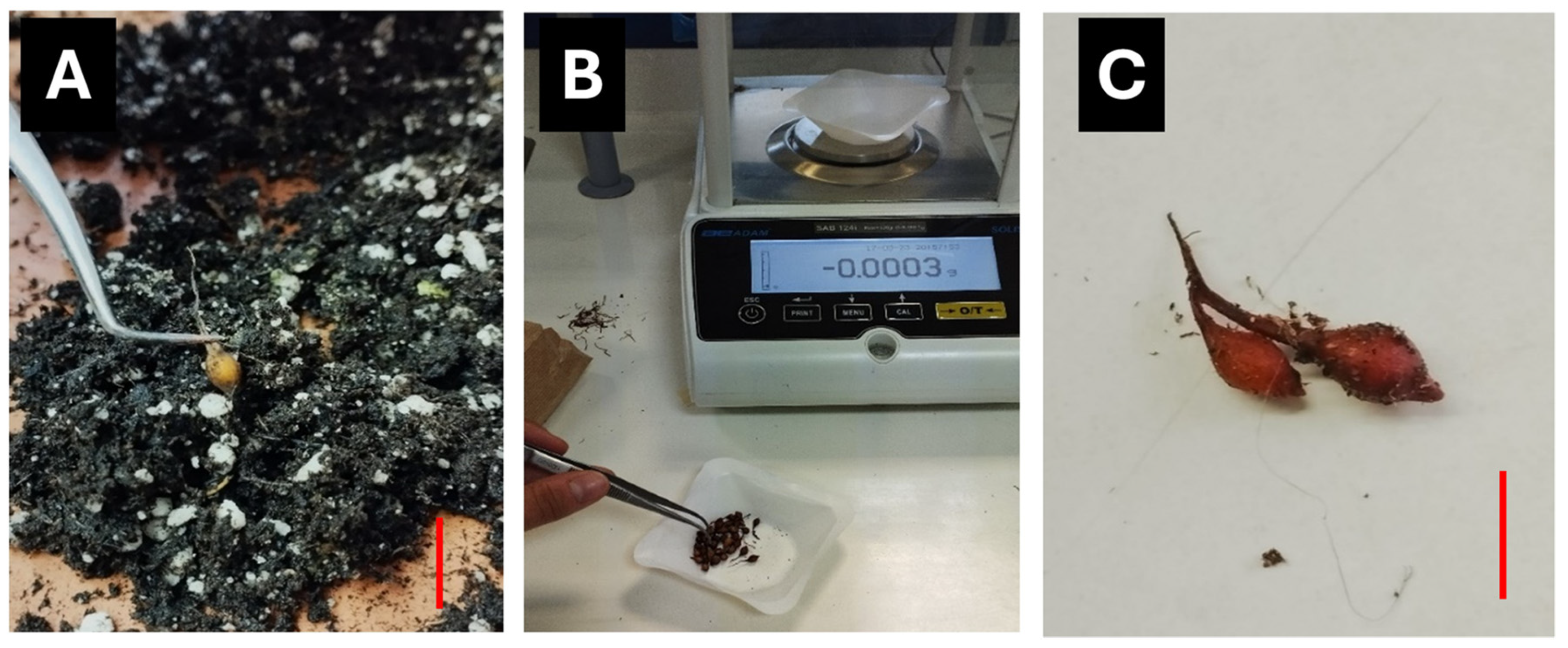 Horticulturae 10 00820 g004