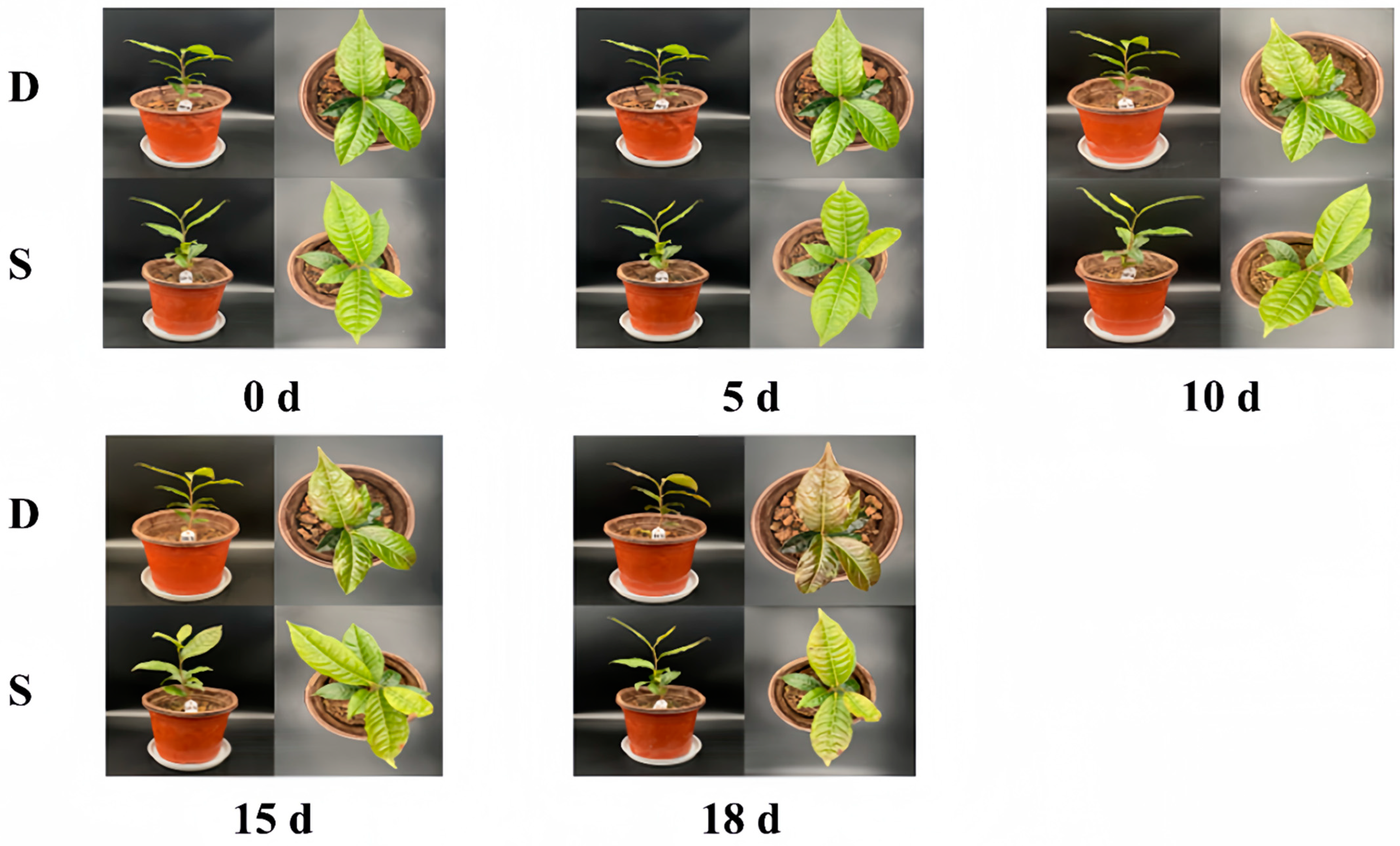 Horticulturae 10 00823 g002