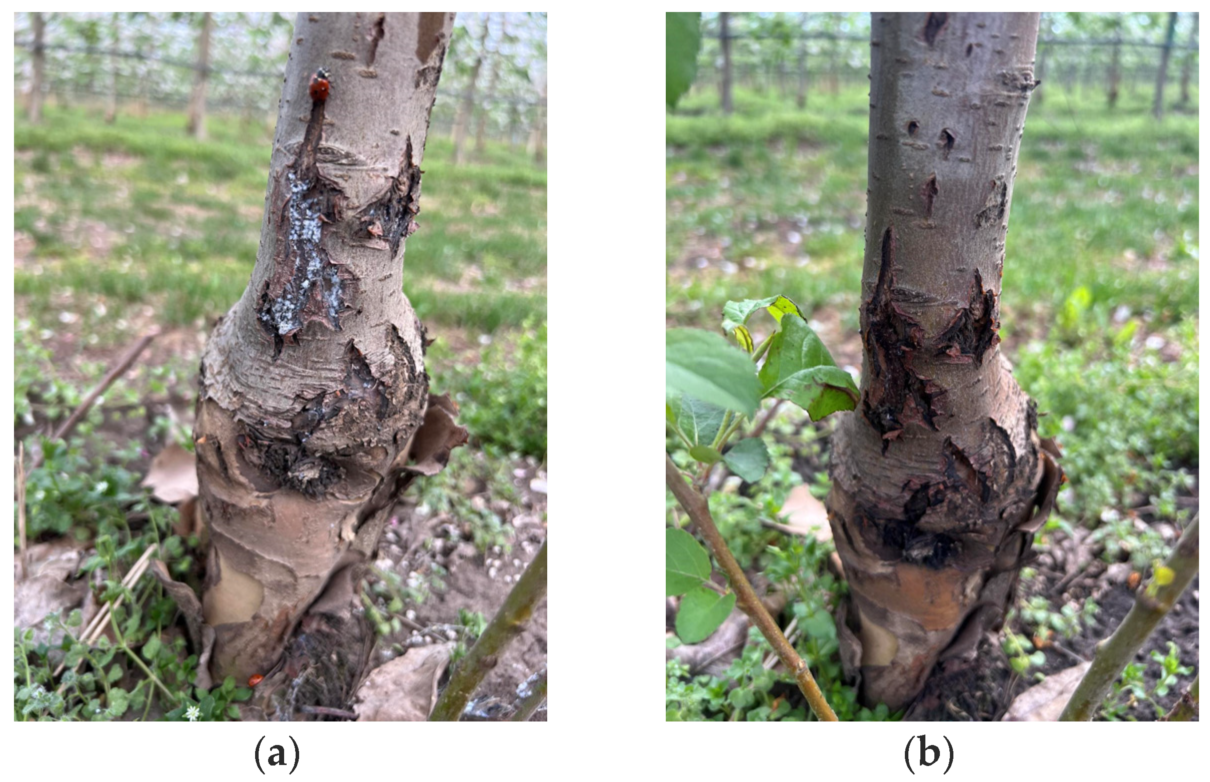 Horticulturae 10 00826 g003 Horticulturae 10 00826 g003