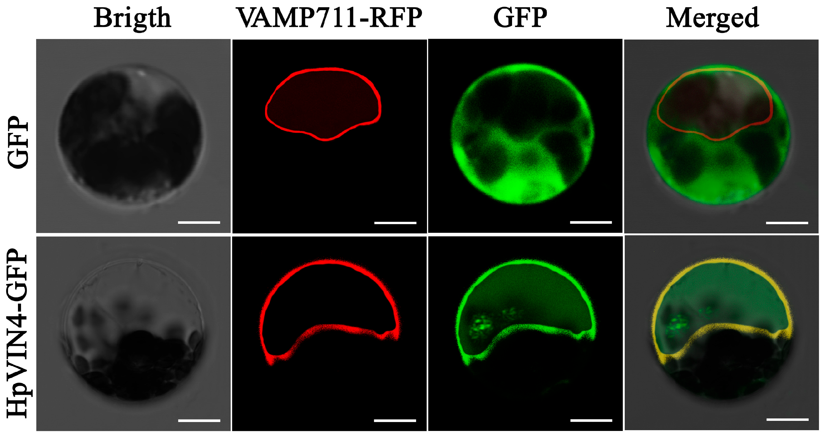 Horticulturae 10 00833 g005
