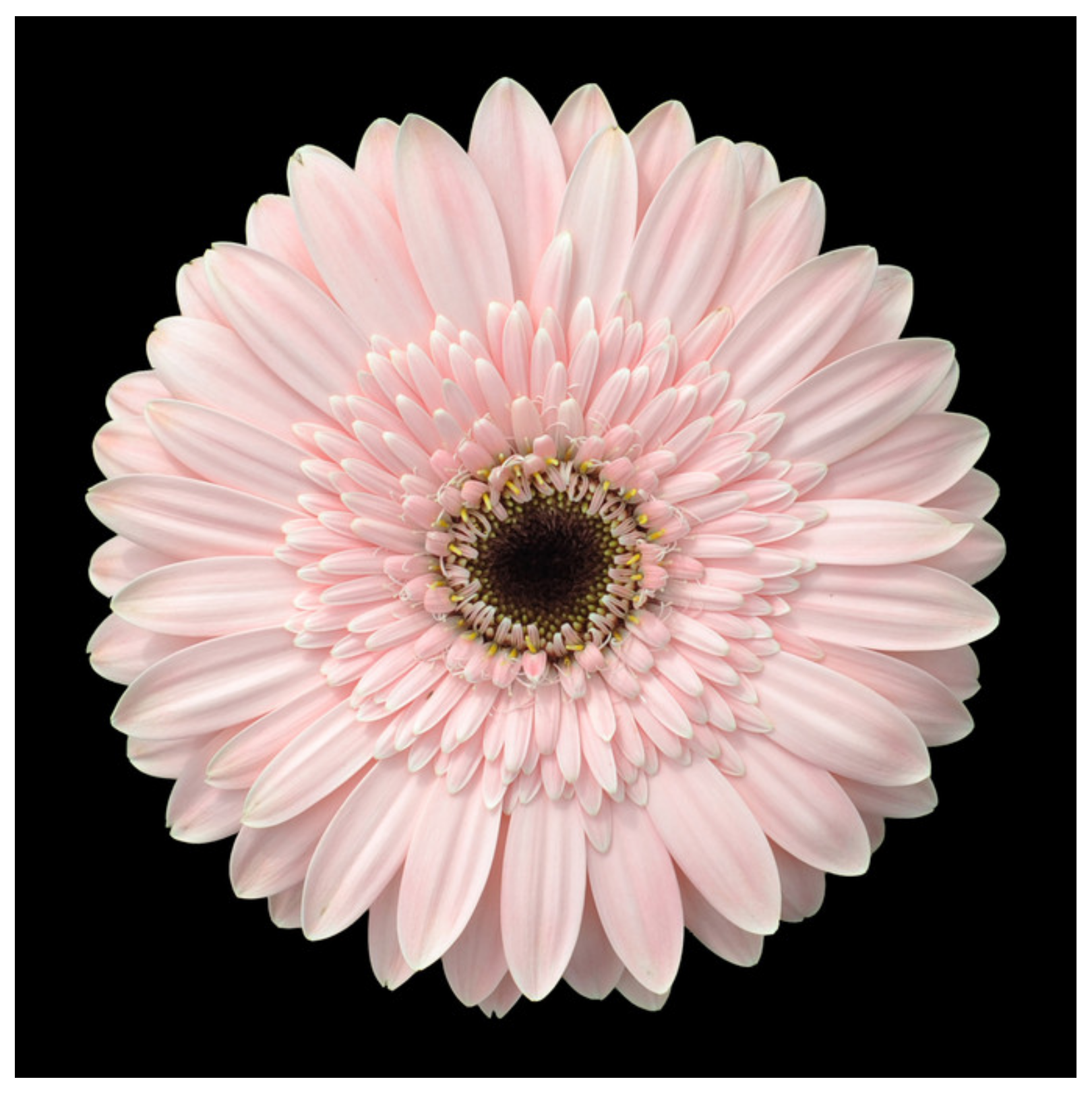 Horticulturae 10 00836 g001