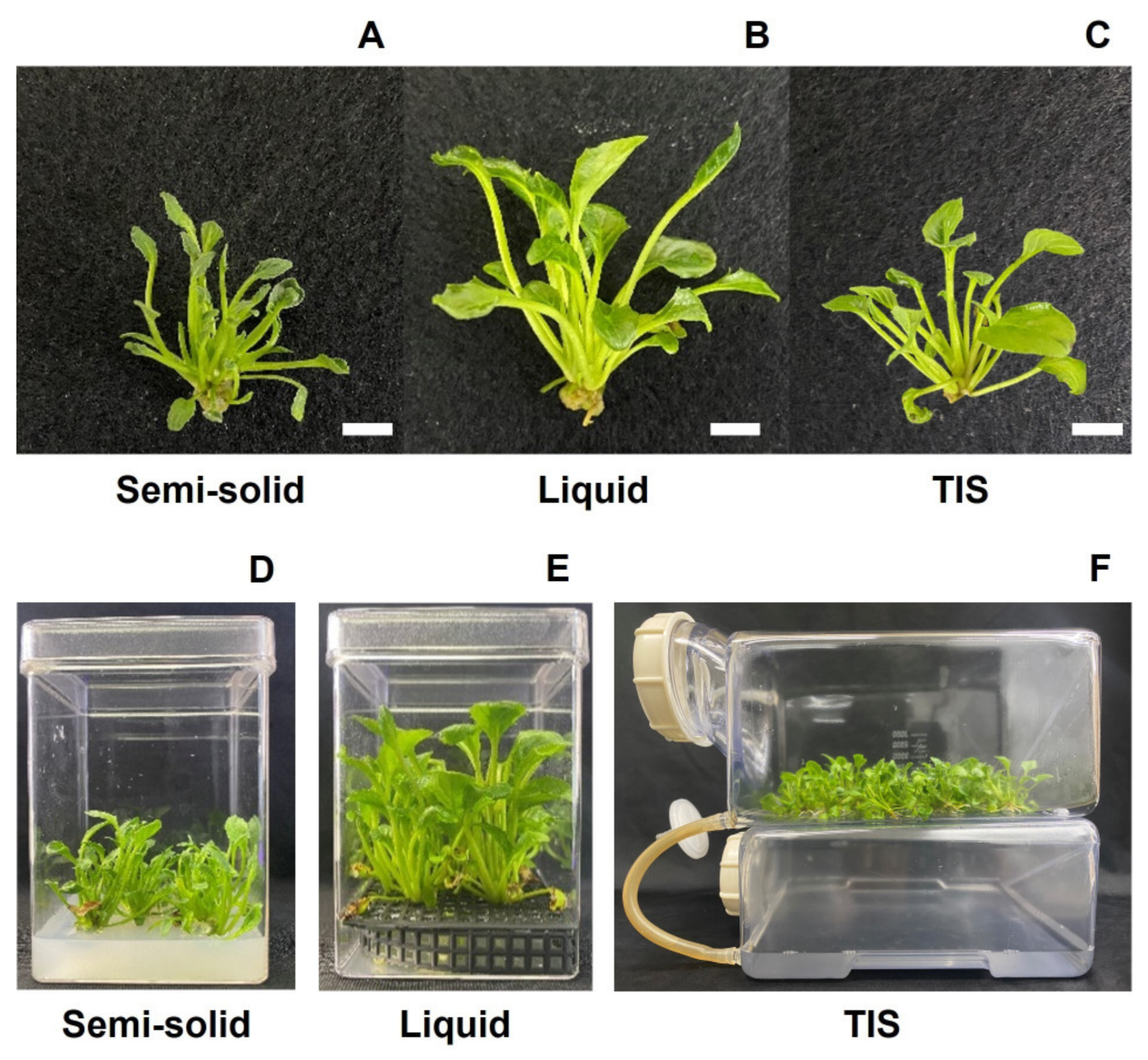 Horticulturae 10 00836 g003