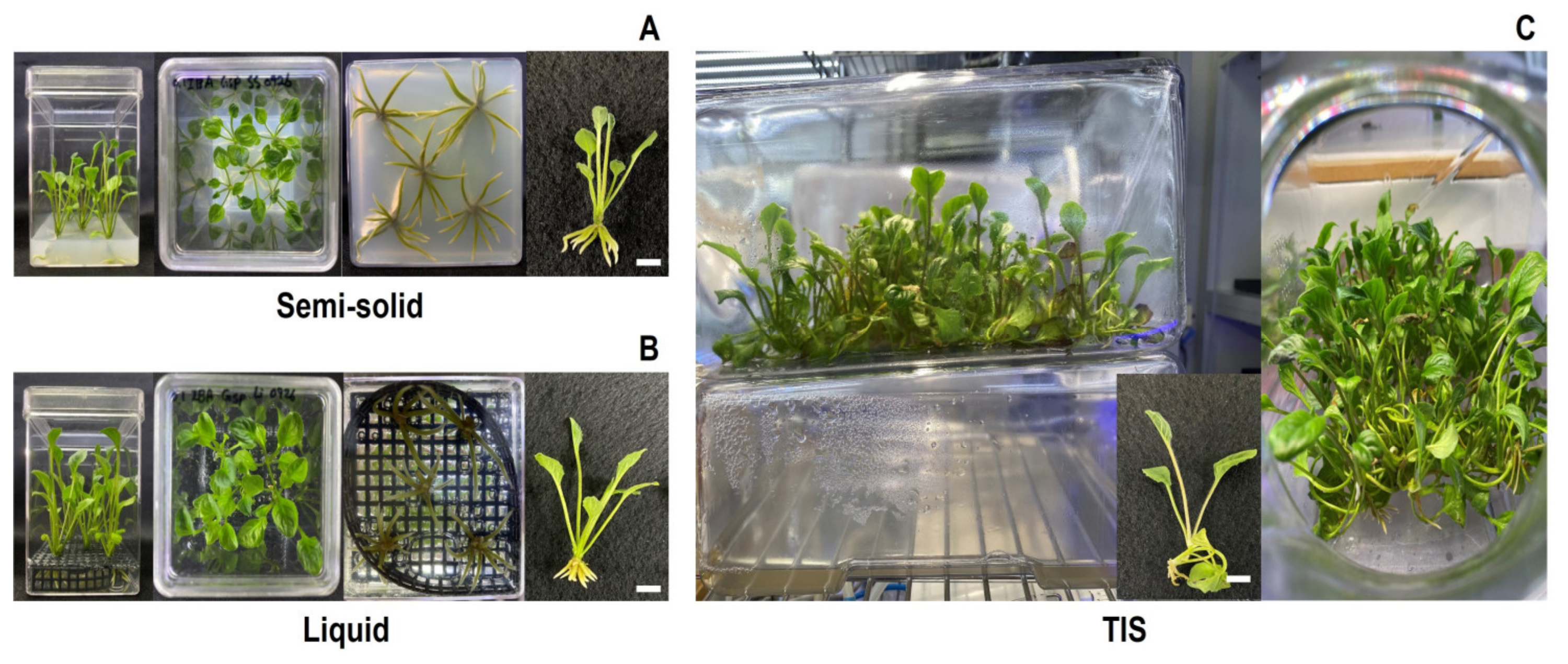 Horticulturae 10 00836 g005