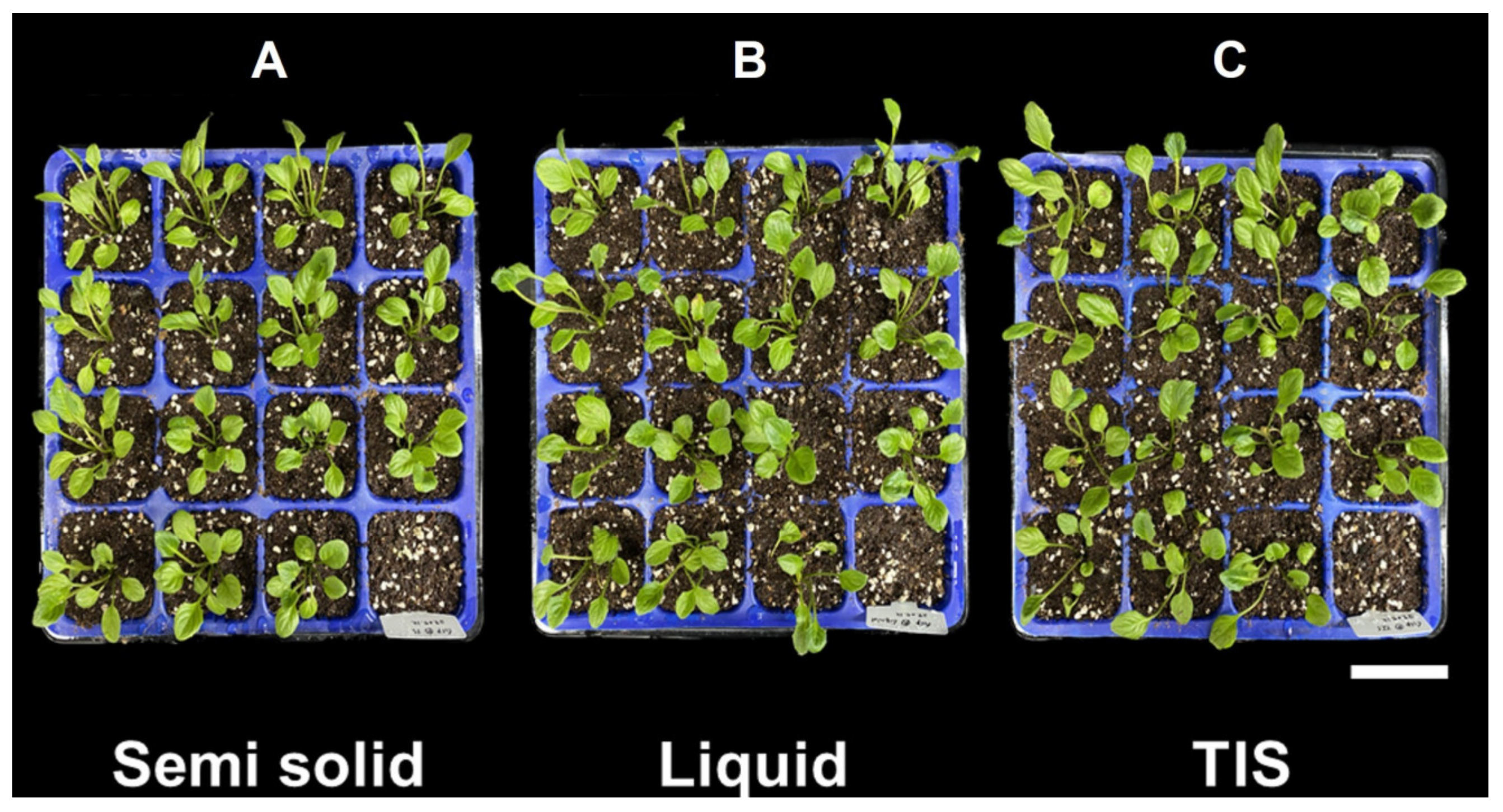 Horticulturae 10 00836 g008