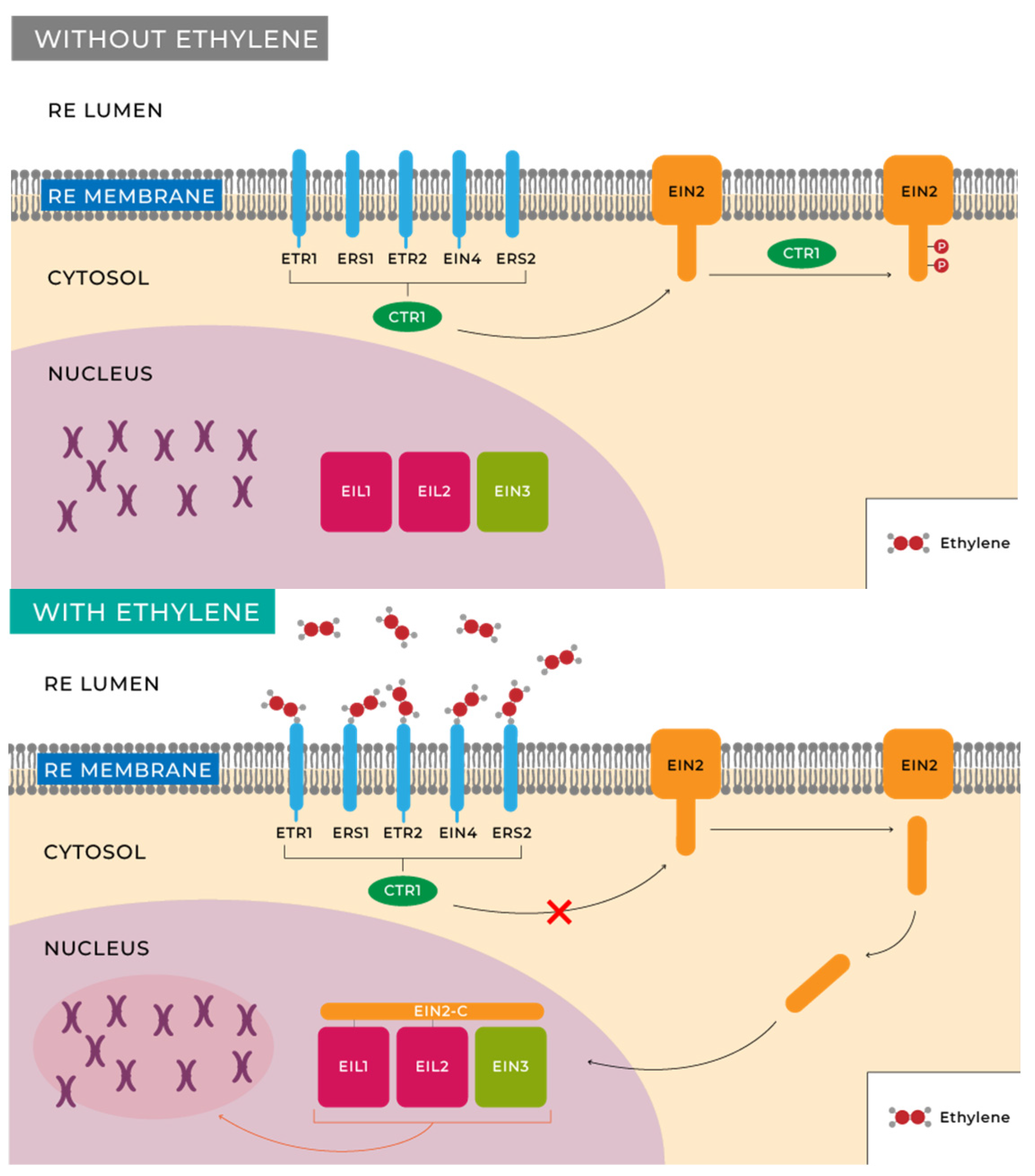 Horticulturae 10 00840 g003 Horticulturae 10 00840 g003