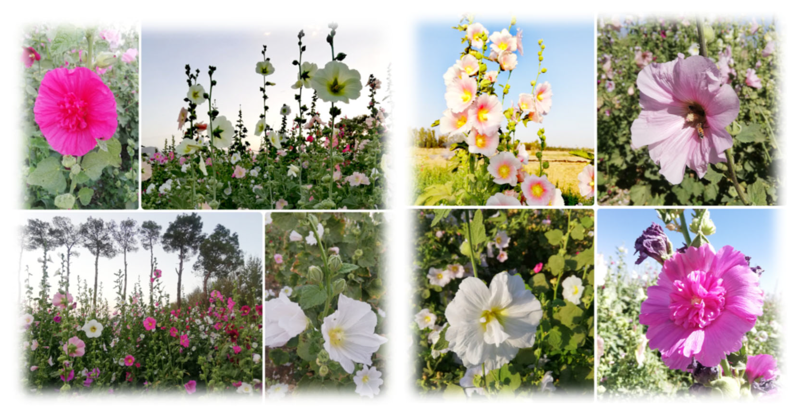 Horticulturae 10 00841 g001