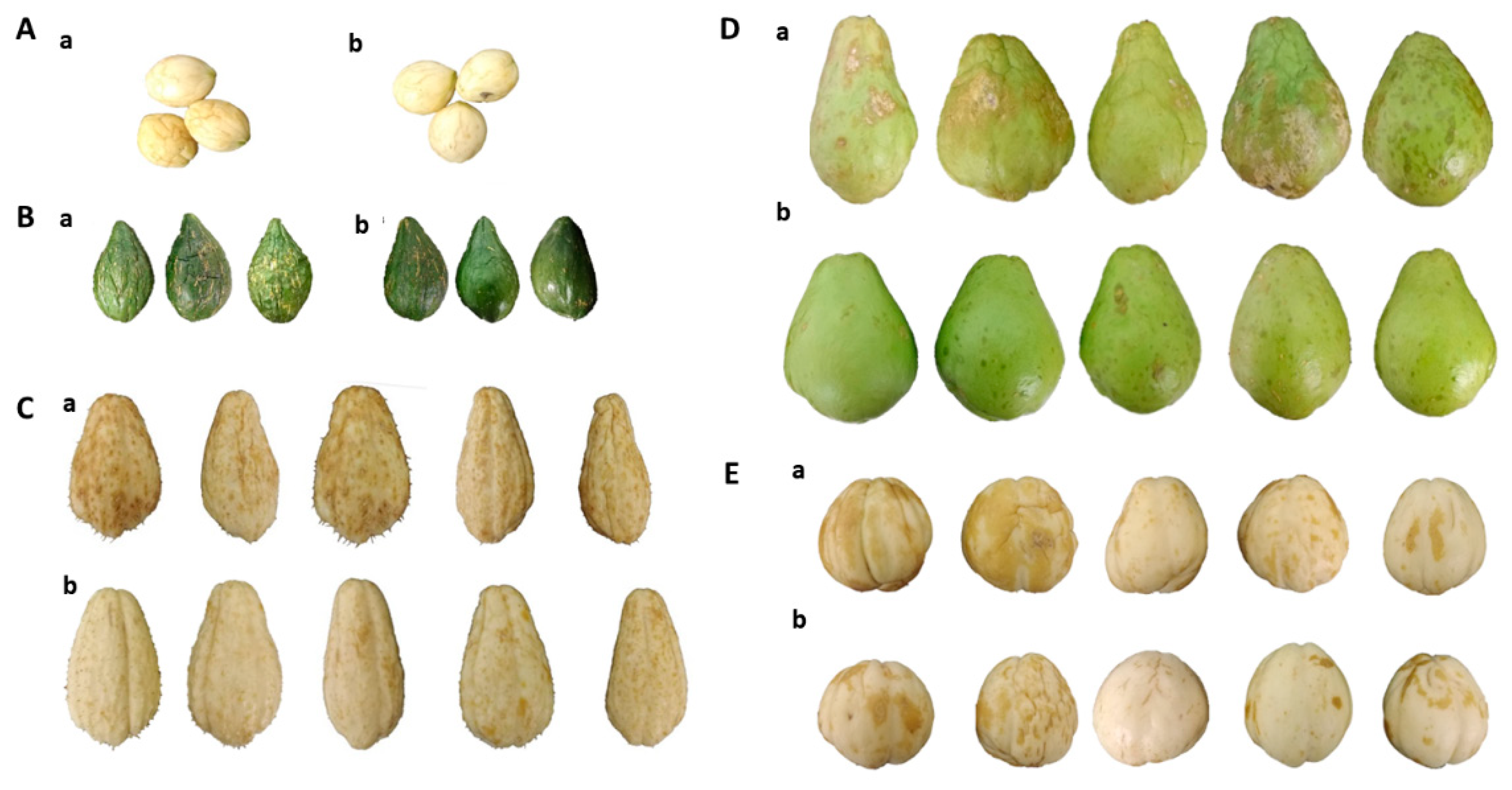 Horticulturae 10 00844 g006